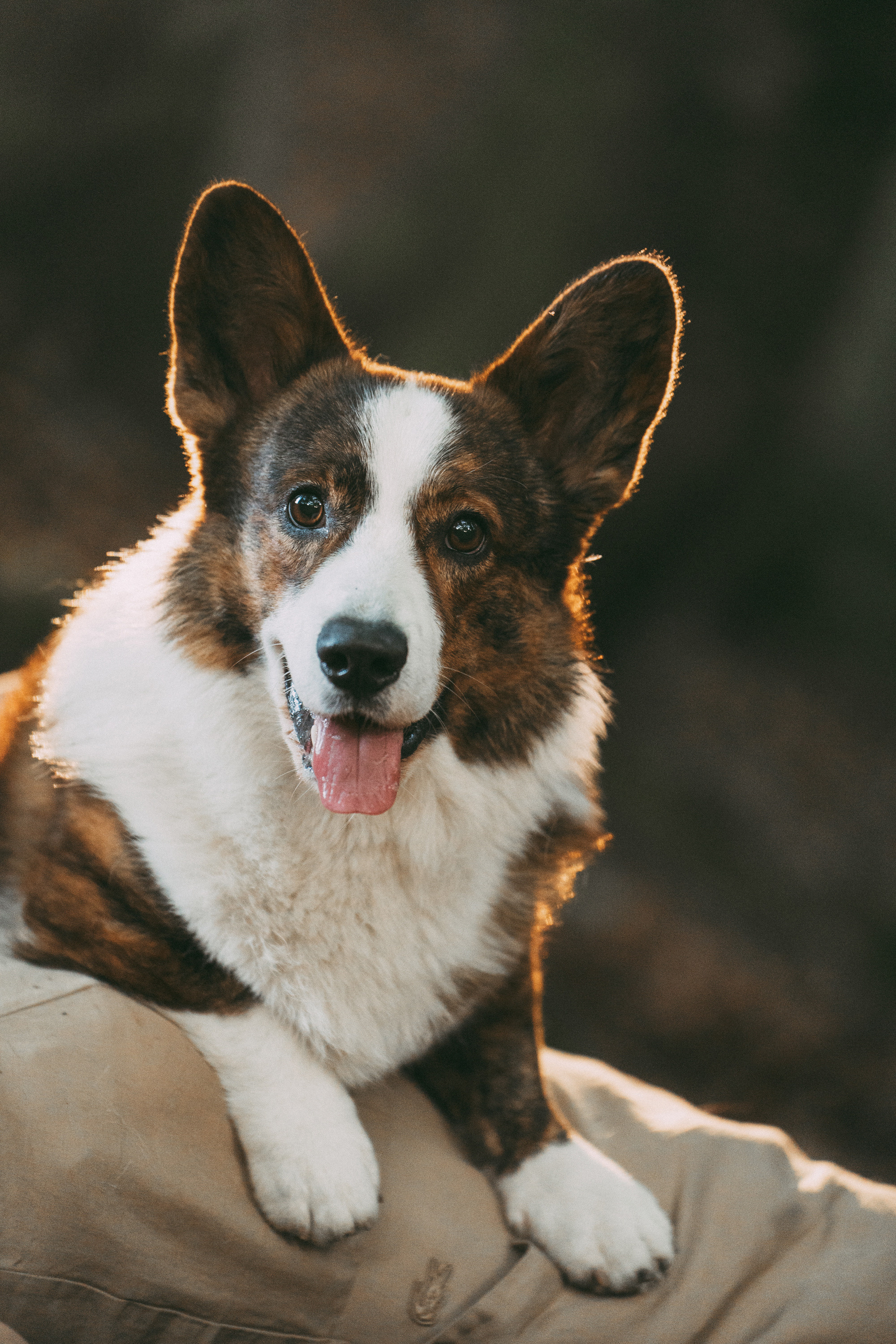 Влада и Коржики. Фотограф анималист в Москве и Санкт-Петербурге Свиридова Анна