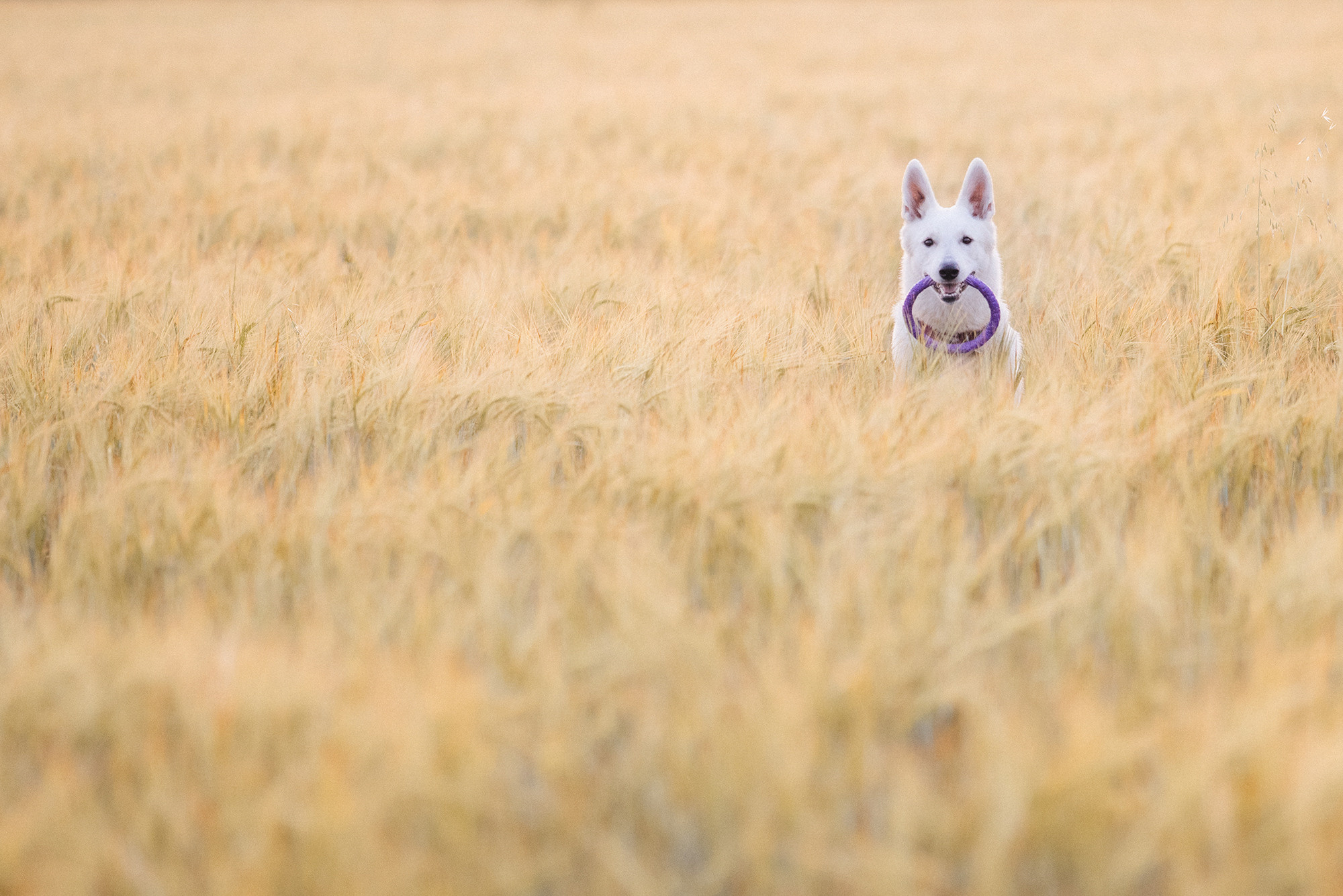 Лиза и Юста. Фотограф анималист в Москве и Санкт-Петербурге Свиридова Анна