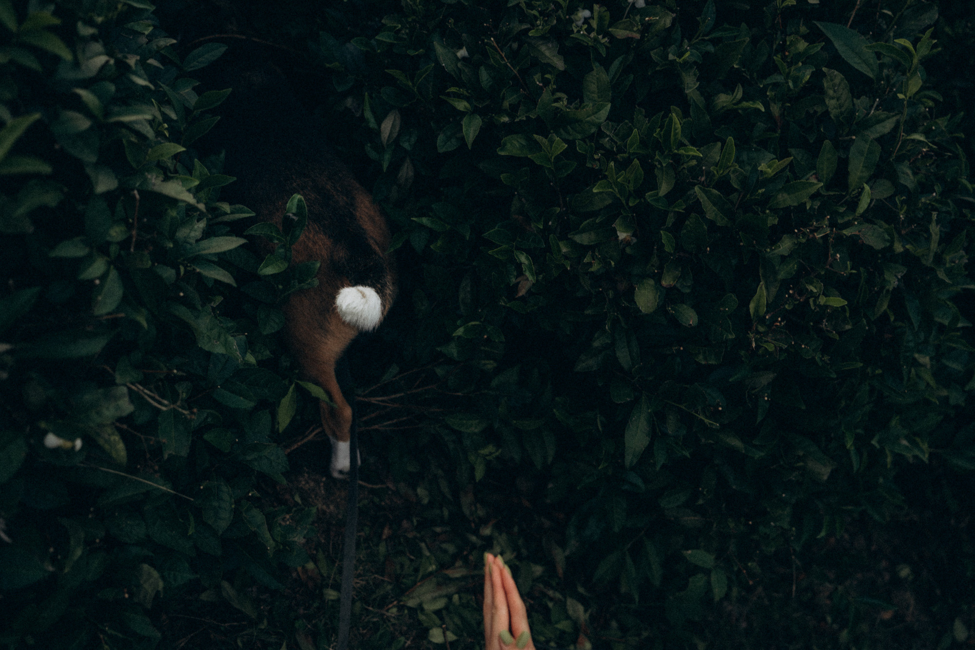 Женя и Мира. Фотограф анималист в Москве и Санкт-Петербурге Свиридова Анна