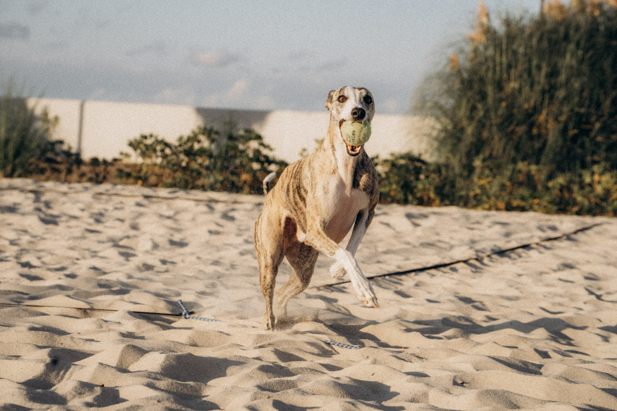 Аня и Джованни. Фотограф анималист в Москве и Санкт-Петербурге Свиридова Анна