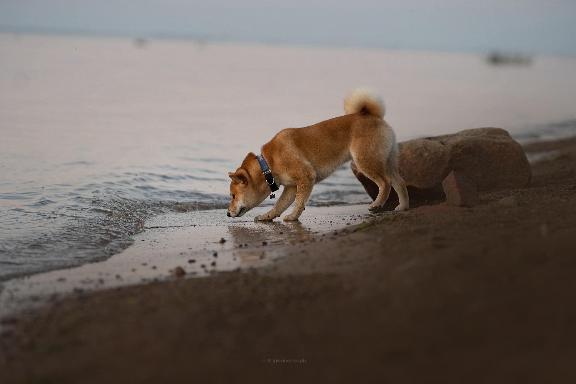 Даша, Сергей и Френки. Фотограф анималист в Москве и Санкт-Петербурге Свиридова Анна