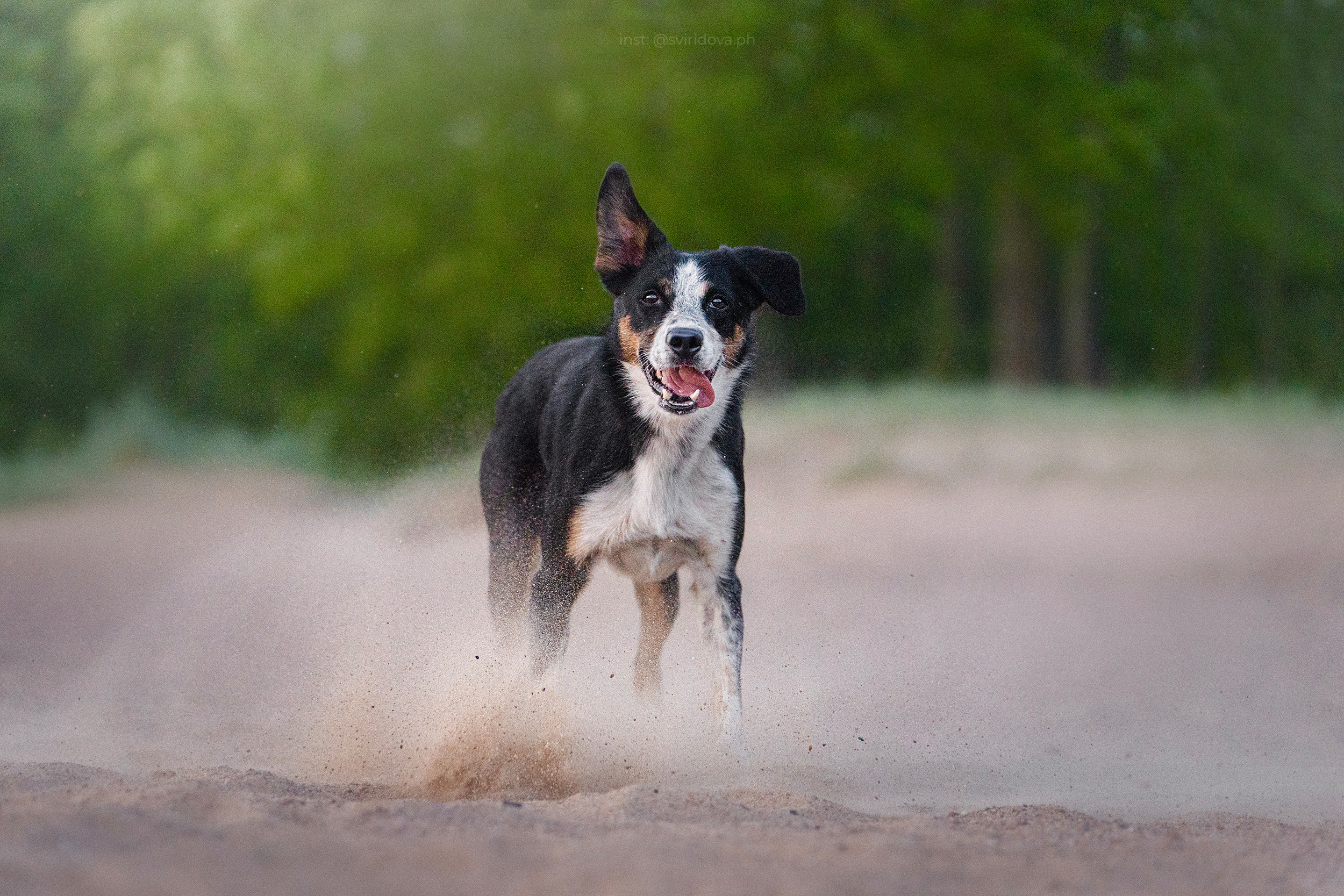 Янки, Румпель, Лось, Токи, Мако. Фотограф анималист в Москве и Санкт-Петербурге Свиридова Анна