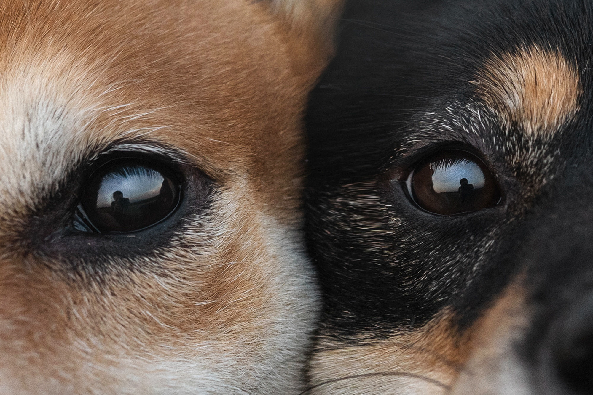 Катя, Вася, Роки и Бэлла. Фотограф анималист в Москве и Санкт-Петербурге Свиридова Анна