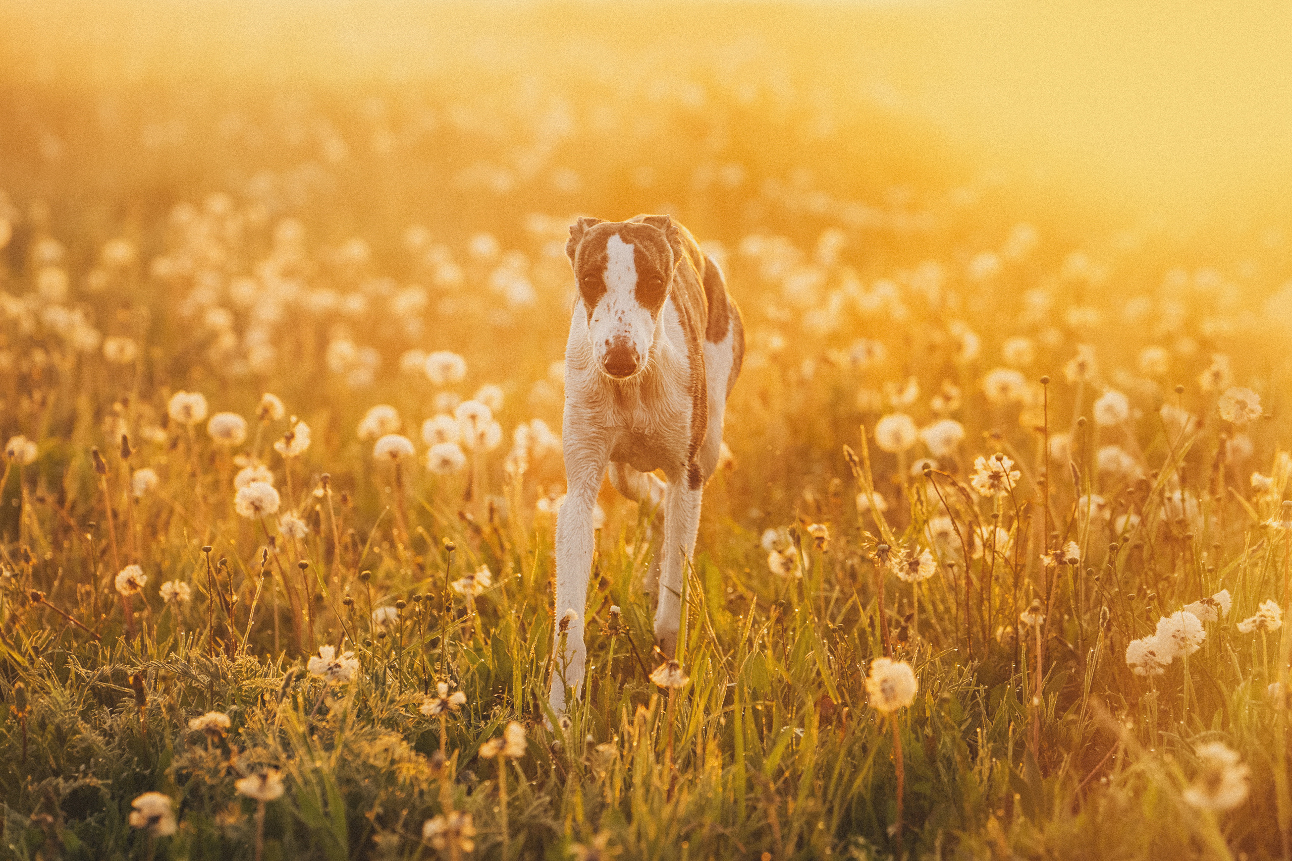 Софа, Уна и Лють. Фотограф анималист в Москве и Санкт-Петербурге Свиридова Анна