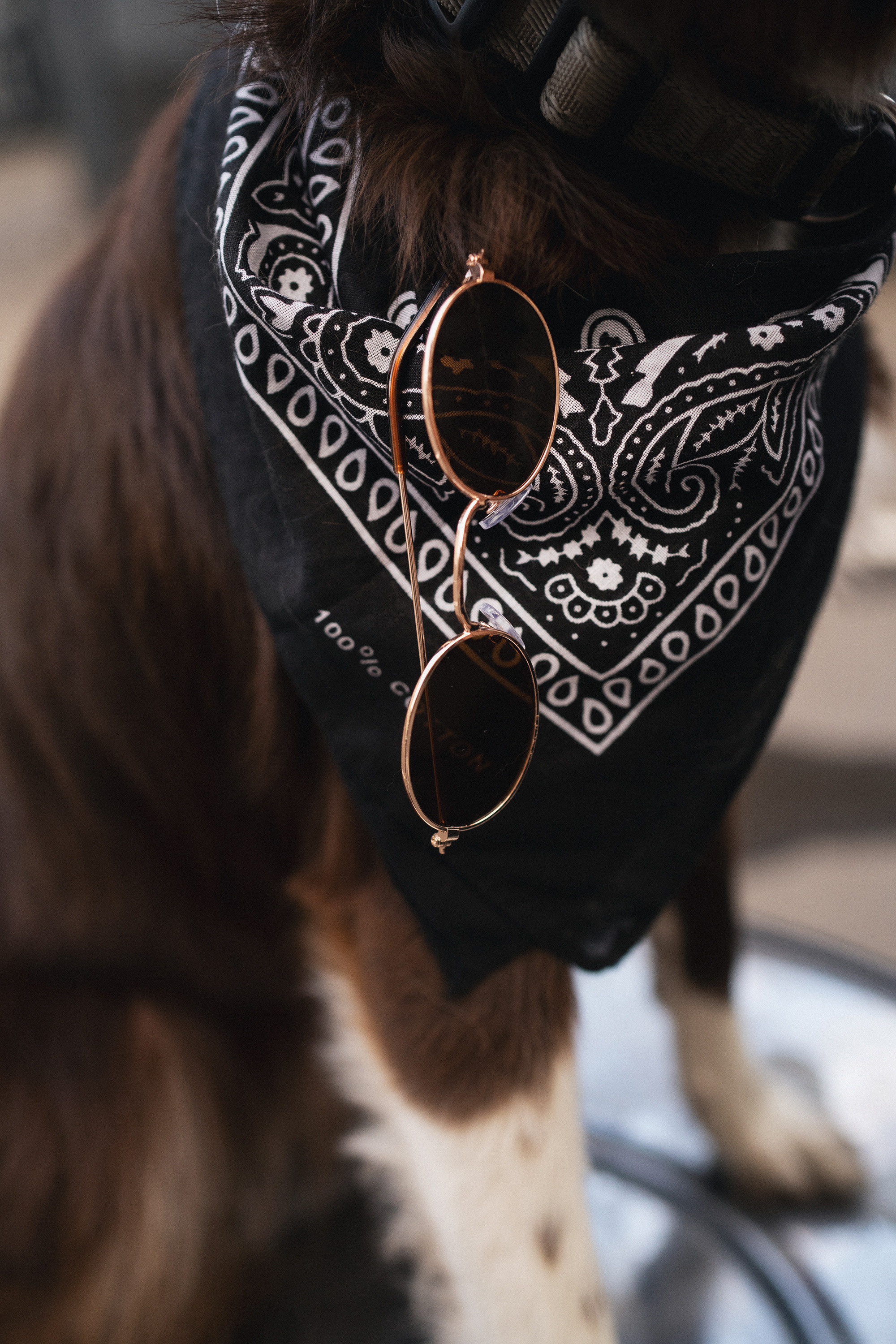 Аня и Брук. Фотограф анималист в Москве и Санкт-Петербурге Свиридова Анна