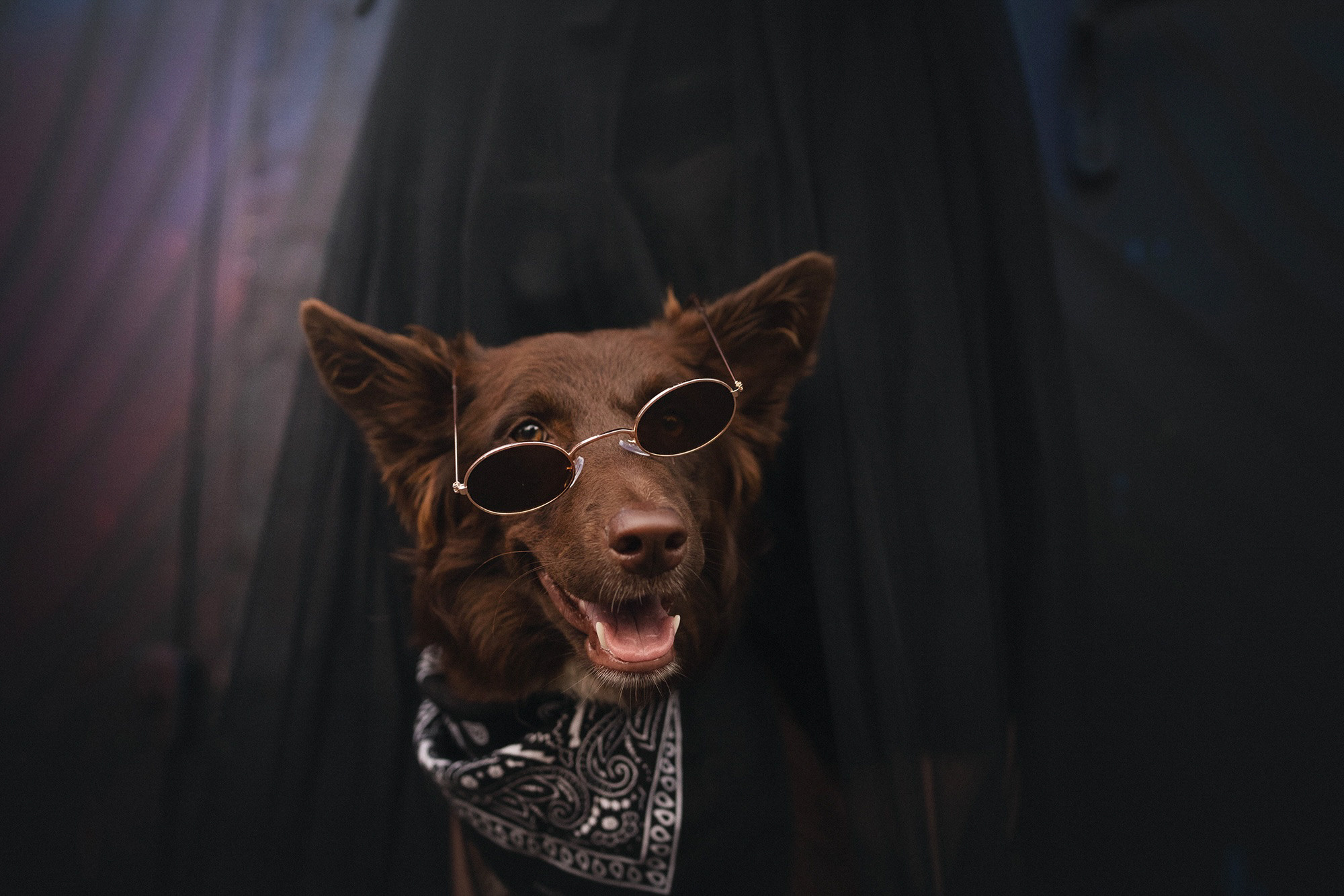 Аня и Брук. Фотограф анималист в Москве и Санкт-Петербурге Свиридова Анна