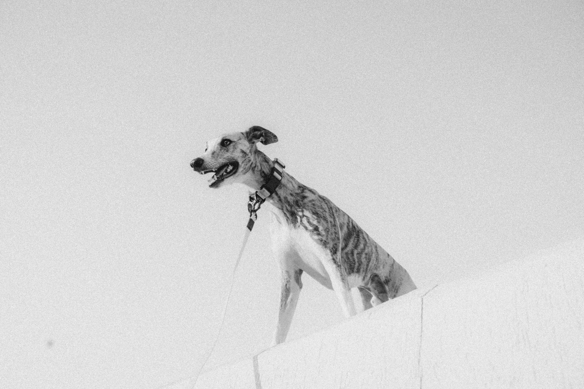 Аня и Джованни. Фотограф анималист в Москве и Санкт-Петербурге Свиридова Анна
