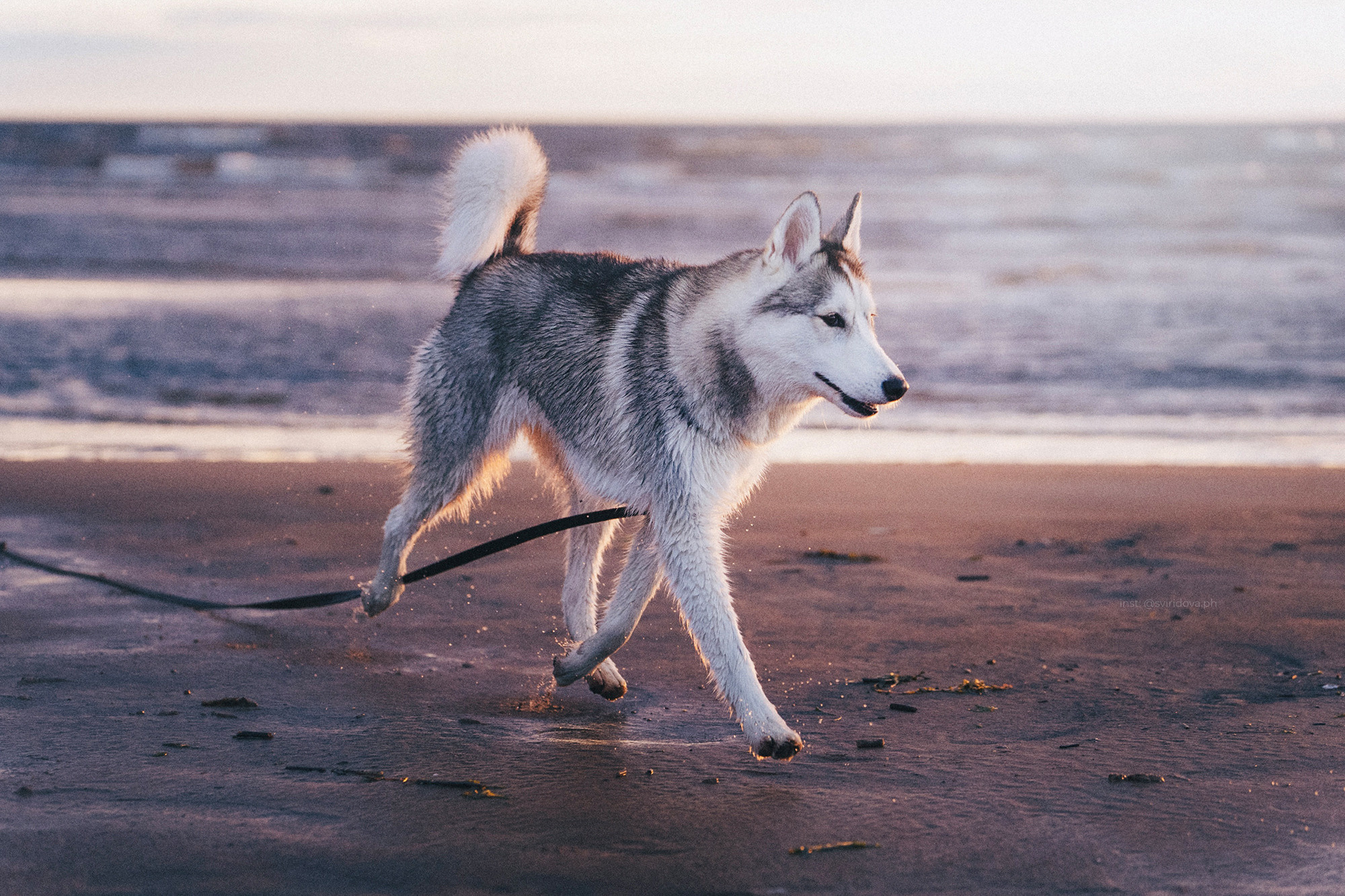 Катя, Илья, Лагерта. Фотограф анималист в Москве и Санкт-Петербурге Свиридова Анна