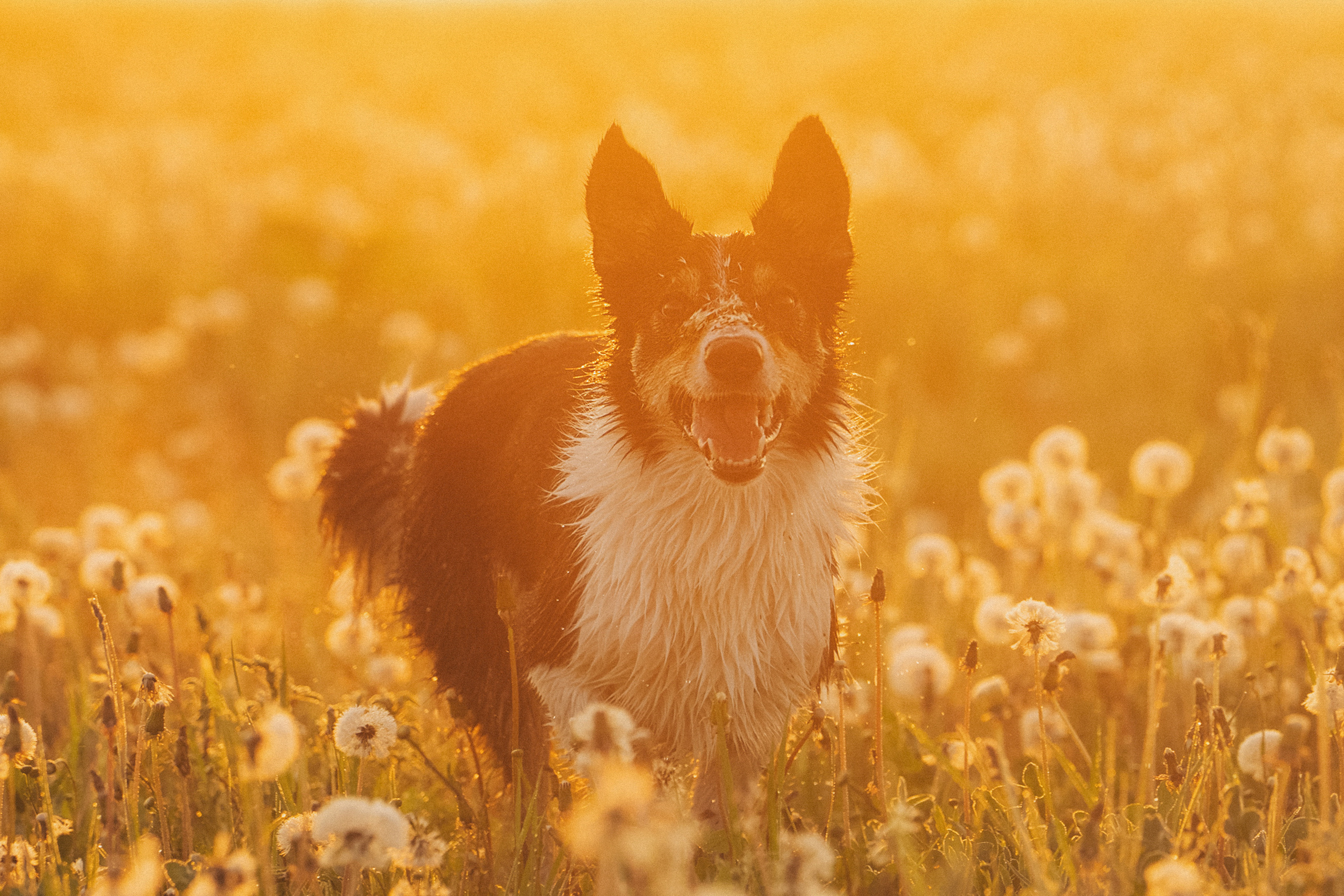 Софа, Уна и Лють. Фотограф анималист в Москве и Санкт-Петербурге Свиридова Анна