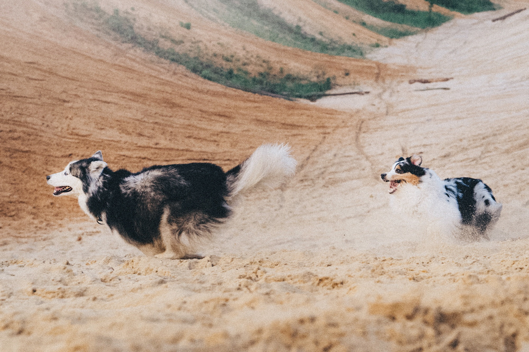 Аня, Игорь, Аусь и Хась. Фотограф анималист в Москве и Санкт-Петербурге Свиридова Анна