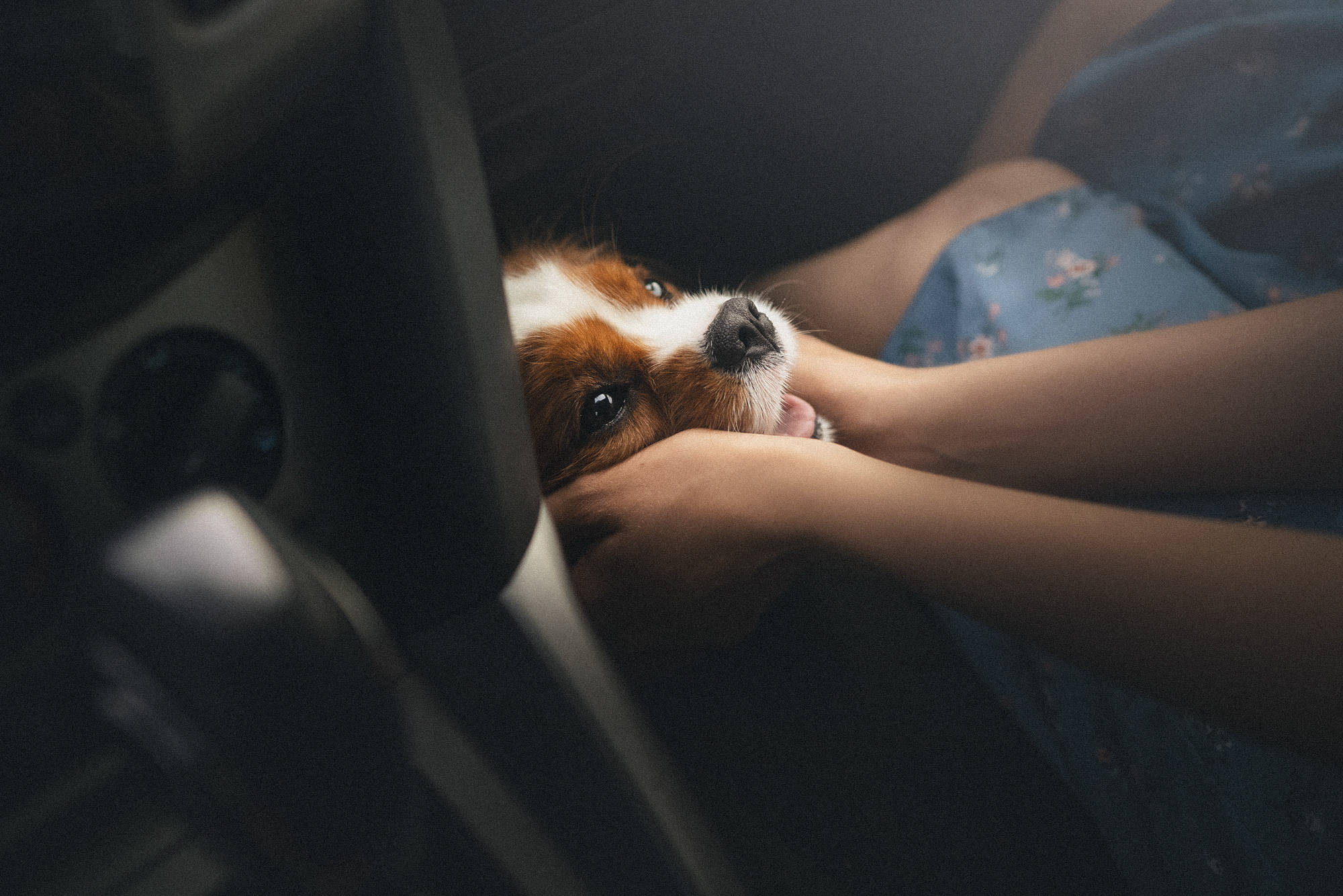 Таня и Лео. Фотограф анималист в Москве и Санкт-Петербурге Свиридова Анна
