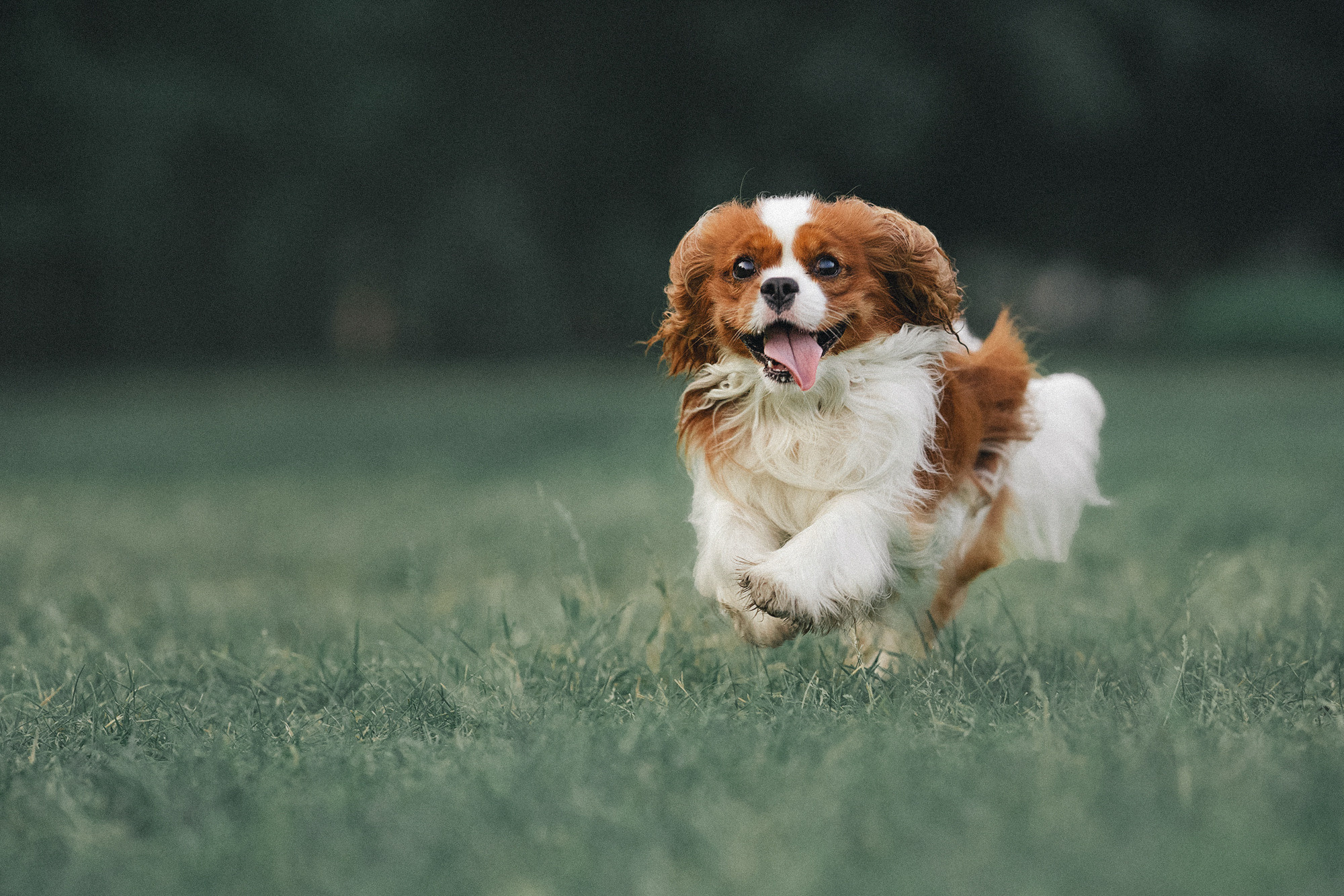 Таня и Лео. Фотограф анималист в Москве и Санкт-Петербурге Свиридова Анна