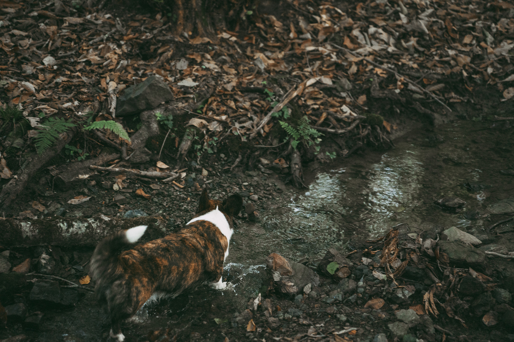 Влада и Коржики. Фотограф анималист в Москве и Санкт-Петербурге Свиридова Анна