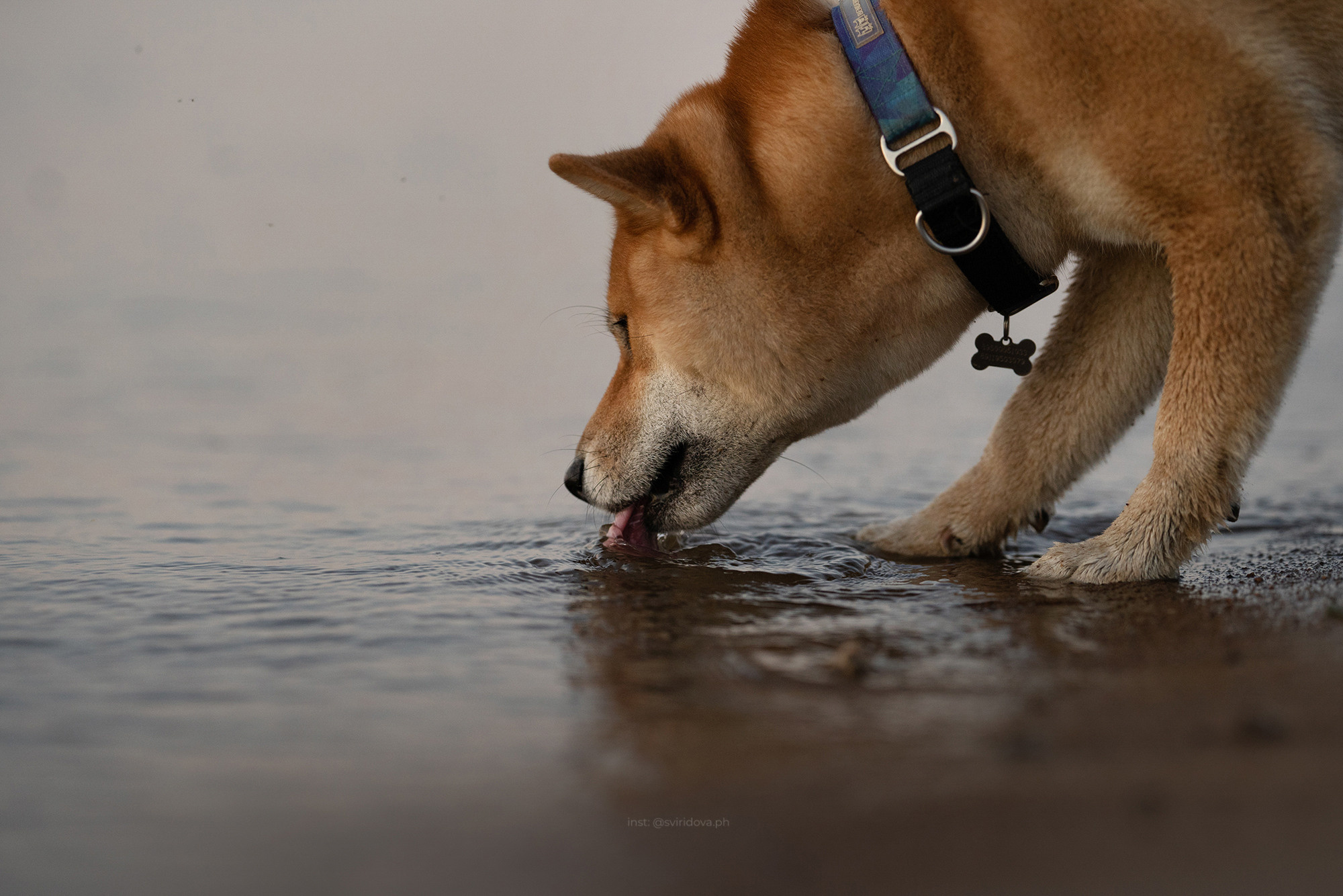 Даша, Сергей и Френки. Фотограф анималист в Москве и Санкт-Петербурге Свиридова Анна