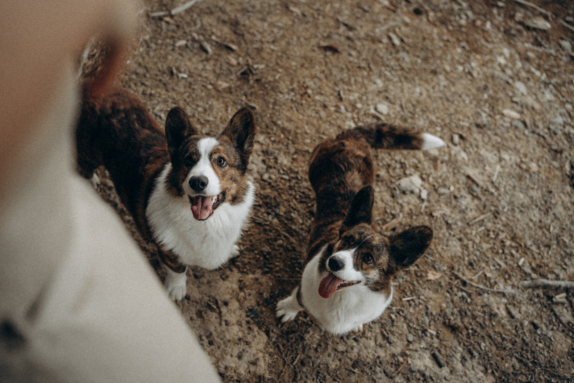 Влада и Коржики. Фотограф анималист в Москве и Санкт-Петербурге Свиридова Анна