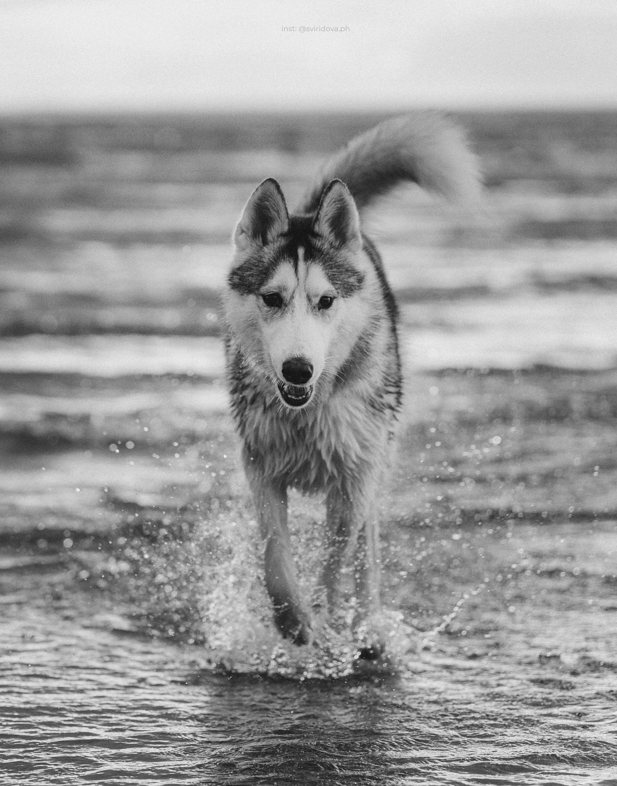 Катя, Илья, Лагерта. Фотограф анималист в Москве и Санкт-Петербурге Свиридова Анна