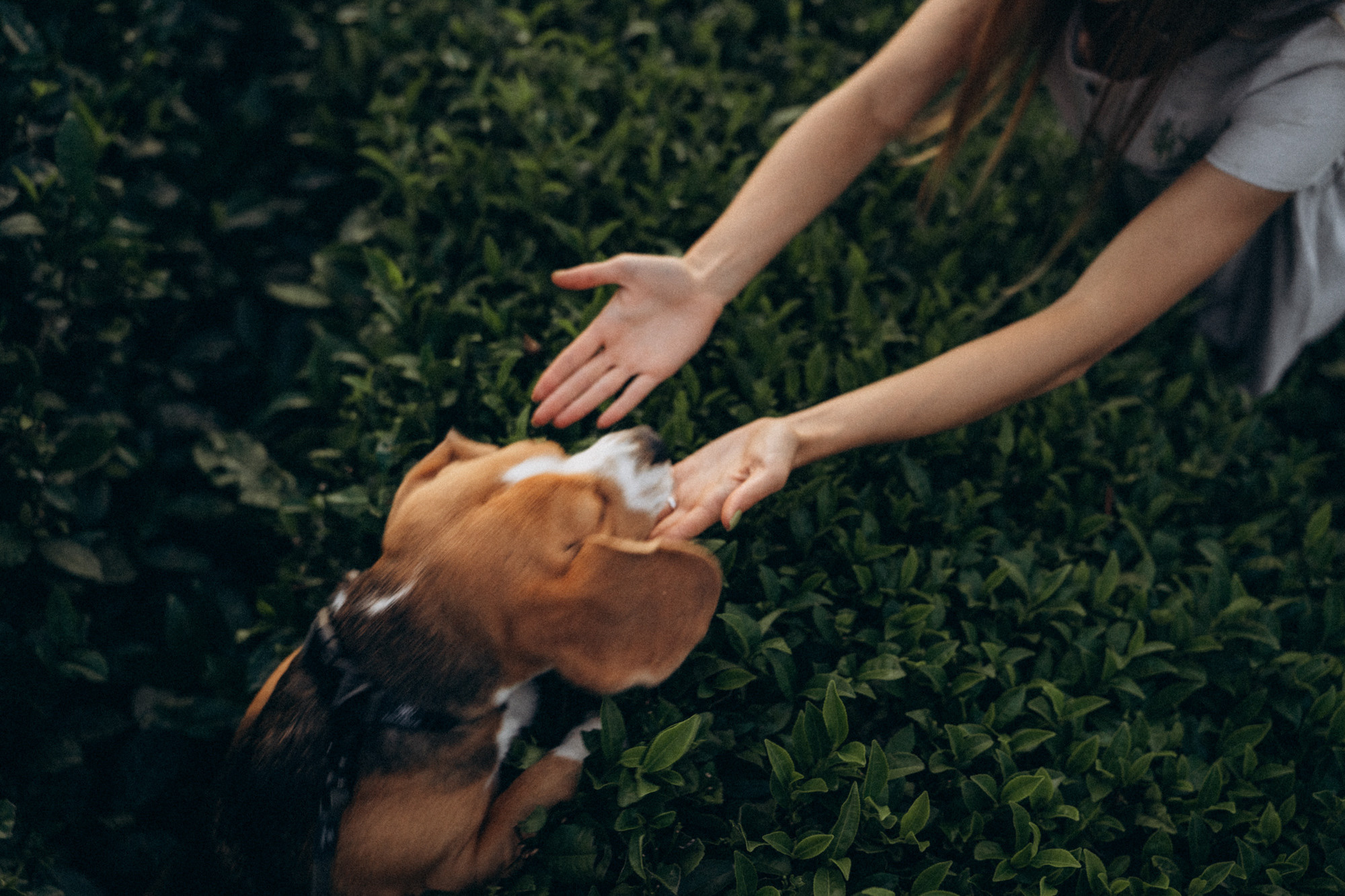 Женя и Мира. Фотограф анималист в Москве и Санкт-Петербурге Свиридова Анна