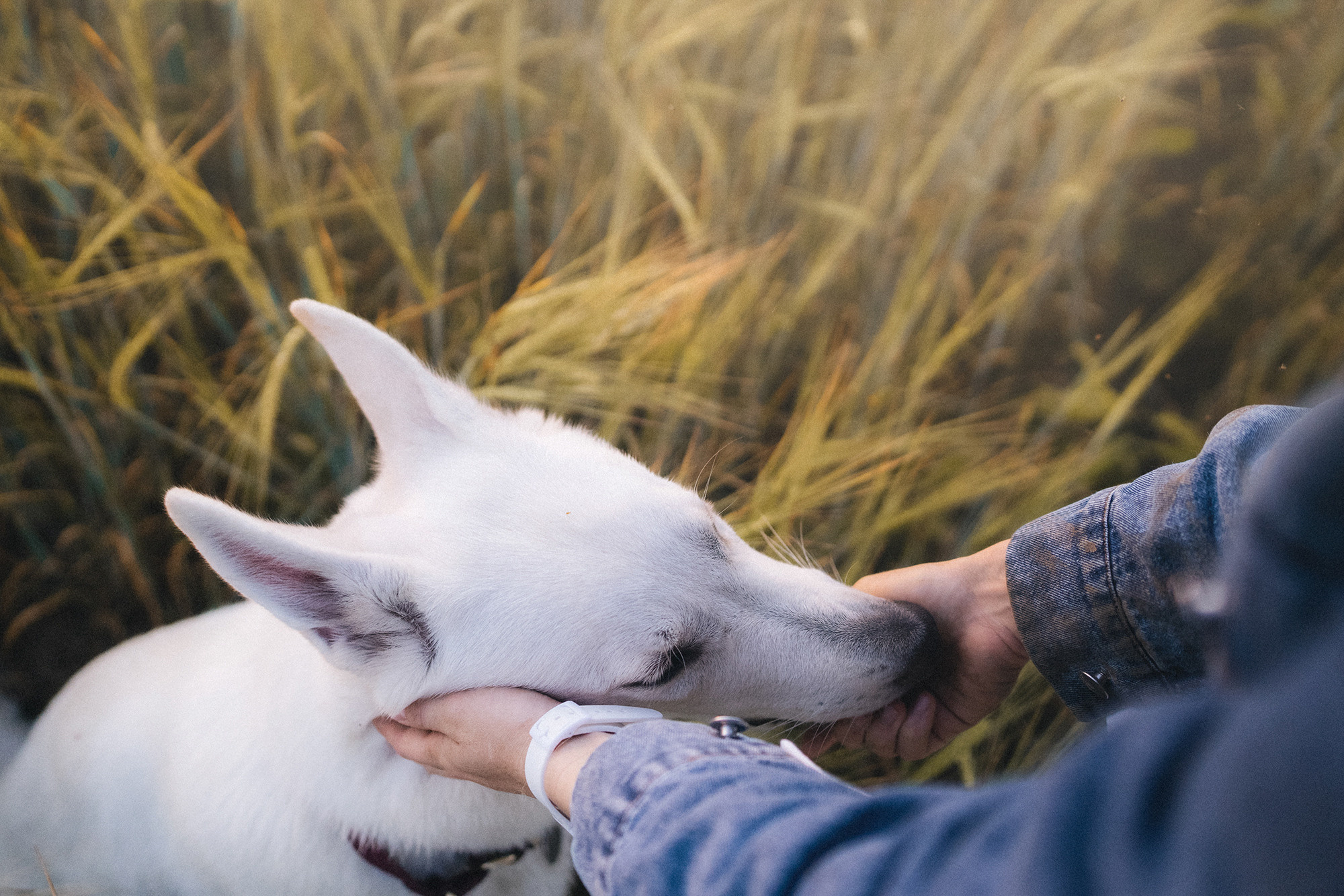 Лиза и Юста. Фотограф анималист в Москве и Санкт-Петербурге Свиридова Анна