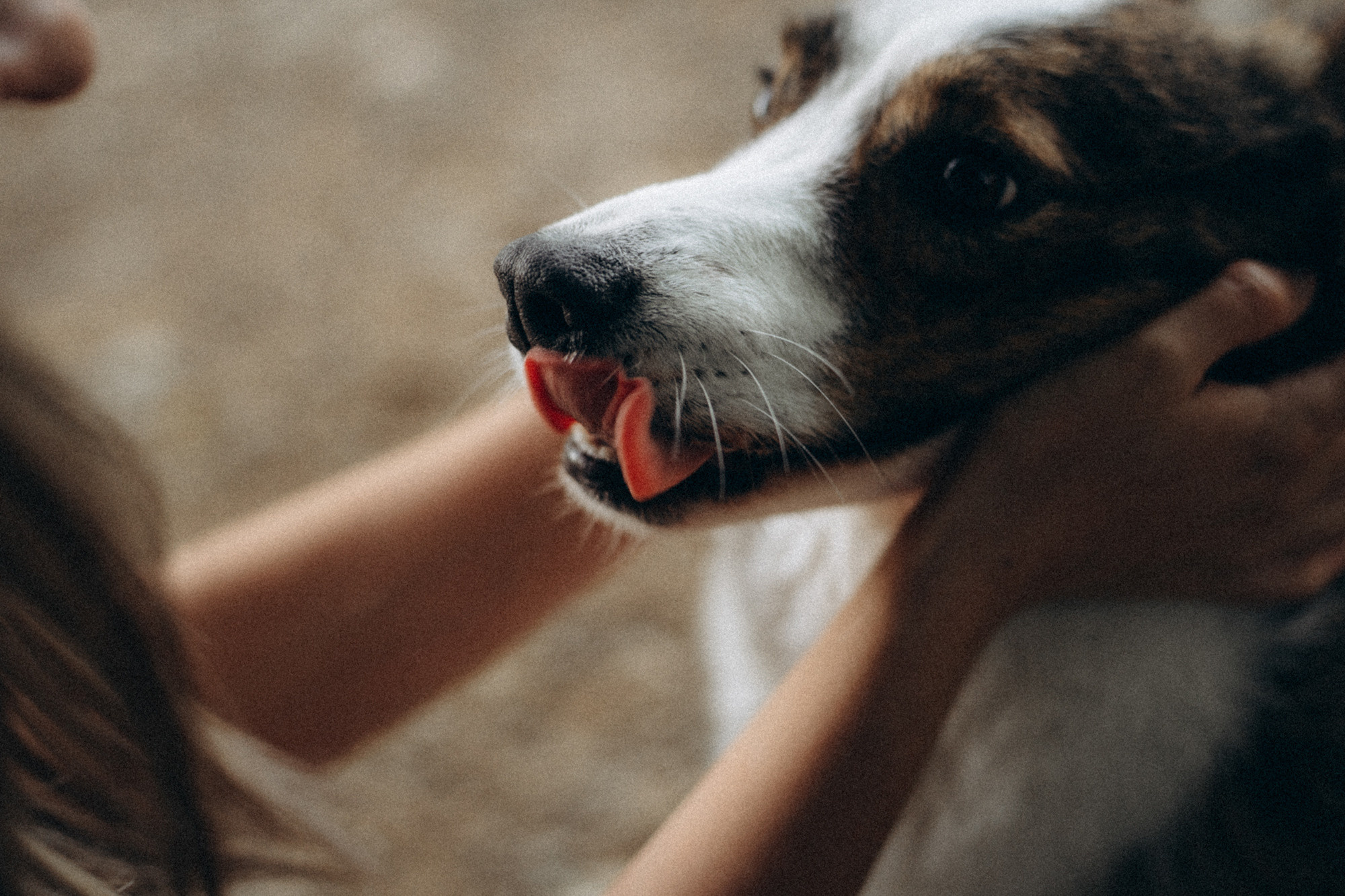 Влада и Коржики. Фотограф анималист в Москве и Санкт-Петербурге Свиридова Анна