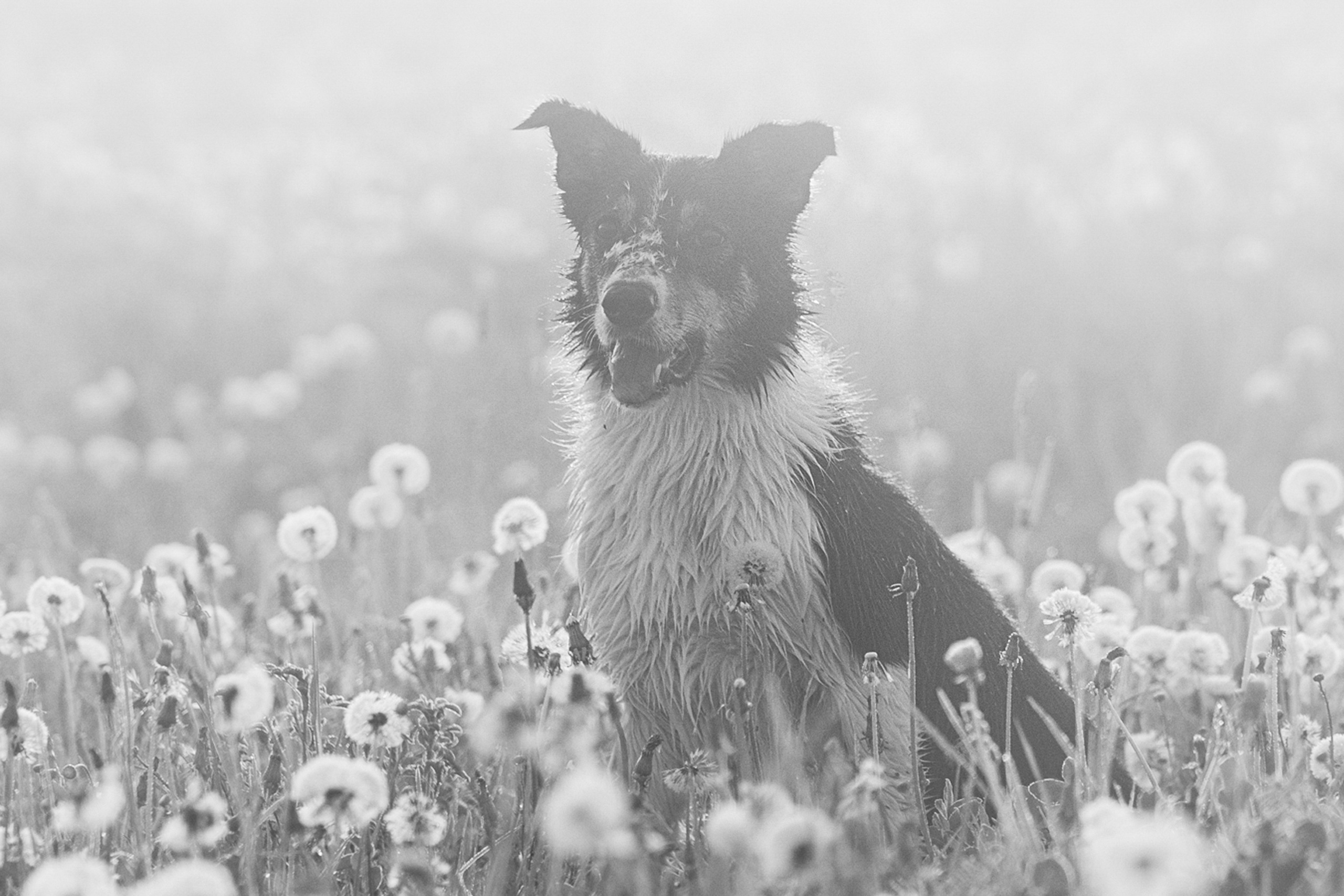 Софа, Уна и Лють. Фотограф анималист в Москве и Санкт-Петербурге Свиридова Анна