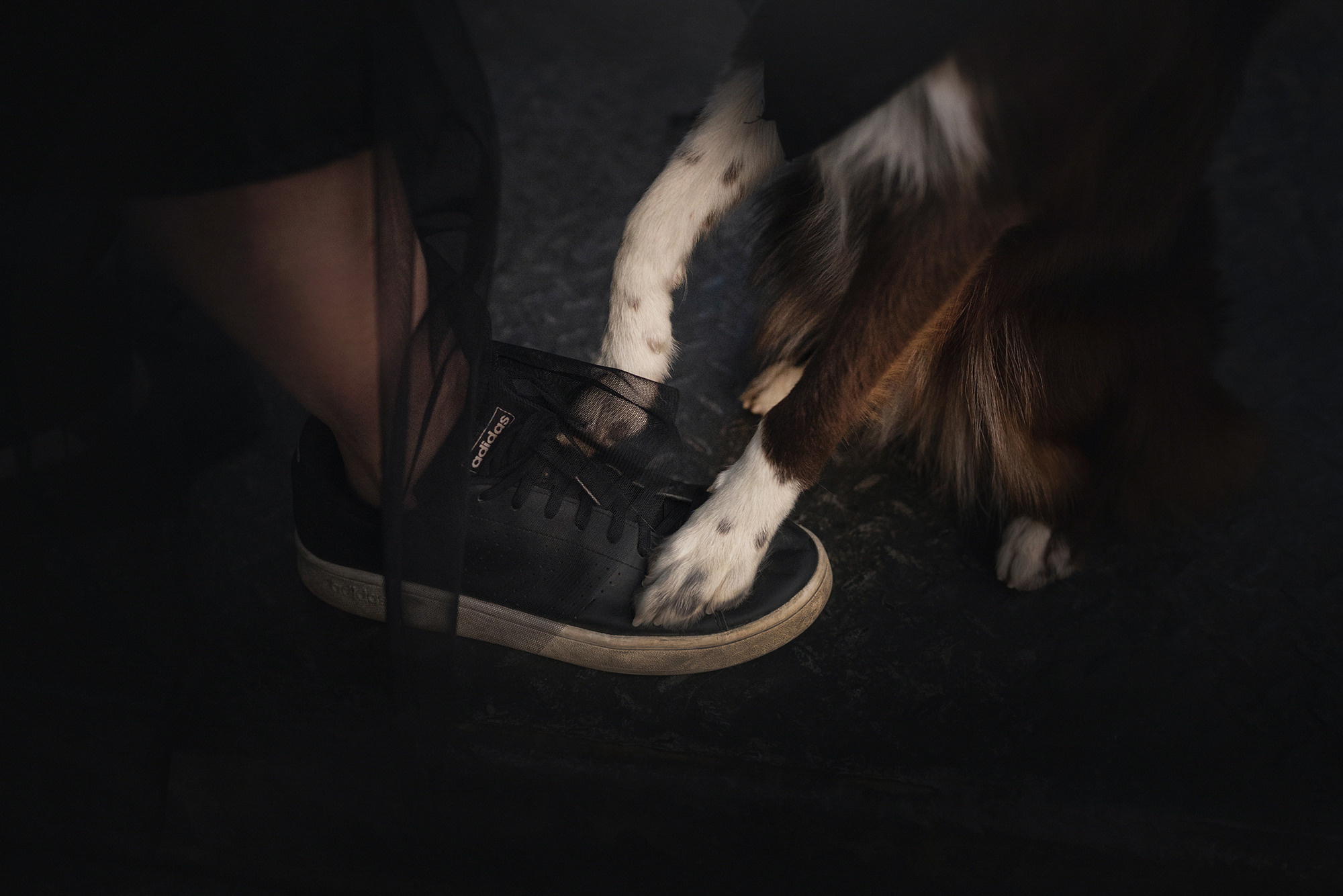 Аня и Брук. Фотограф анималист в Москве и Санкт-Петербурге Свиридова Анна