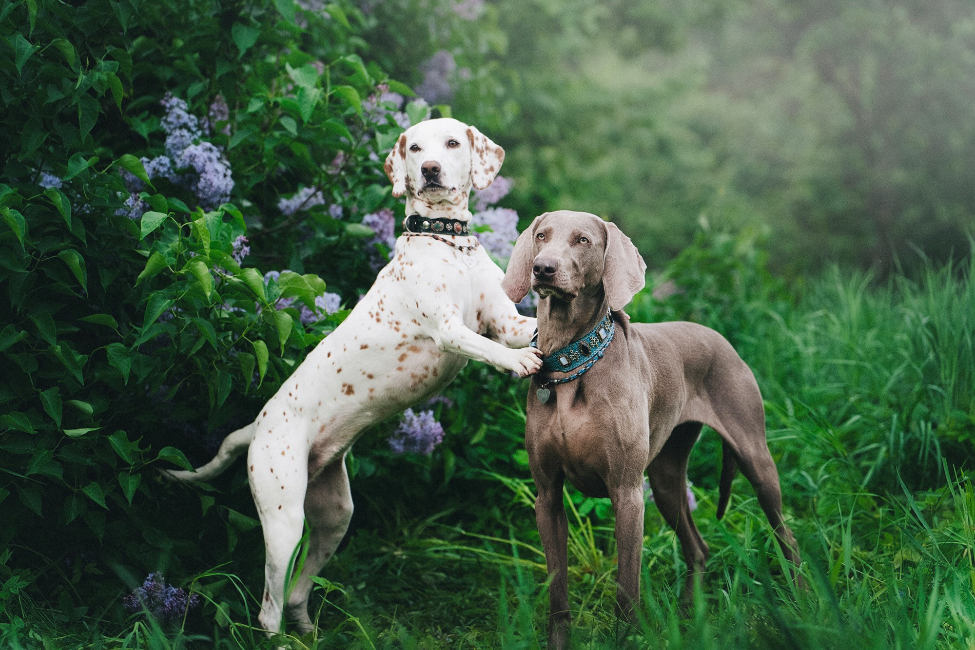 Полина, Борис, Луна и Эль. Фотограф анималист в Москве и Санкт-Петербурге Свиридова Анна