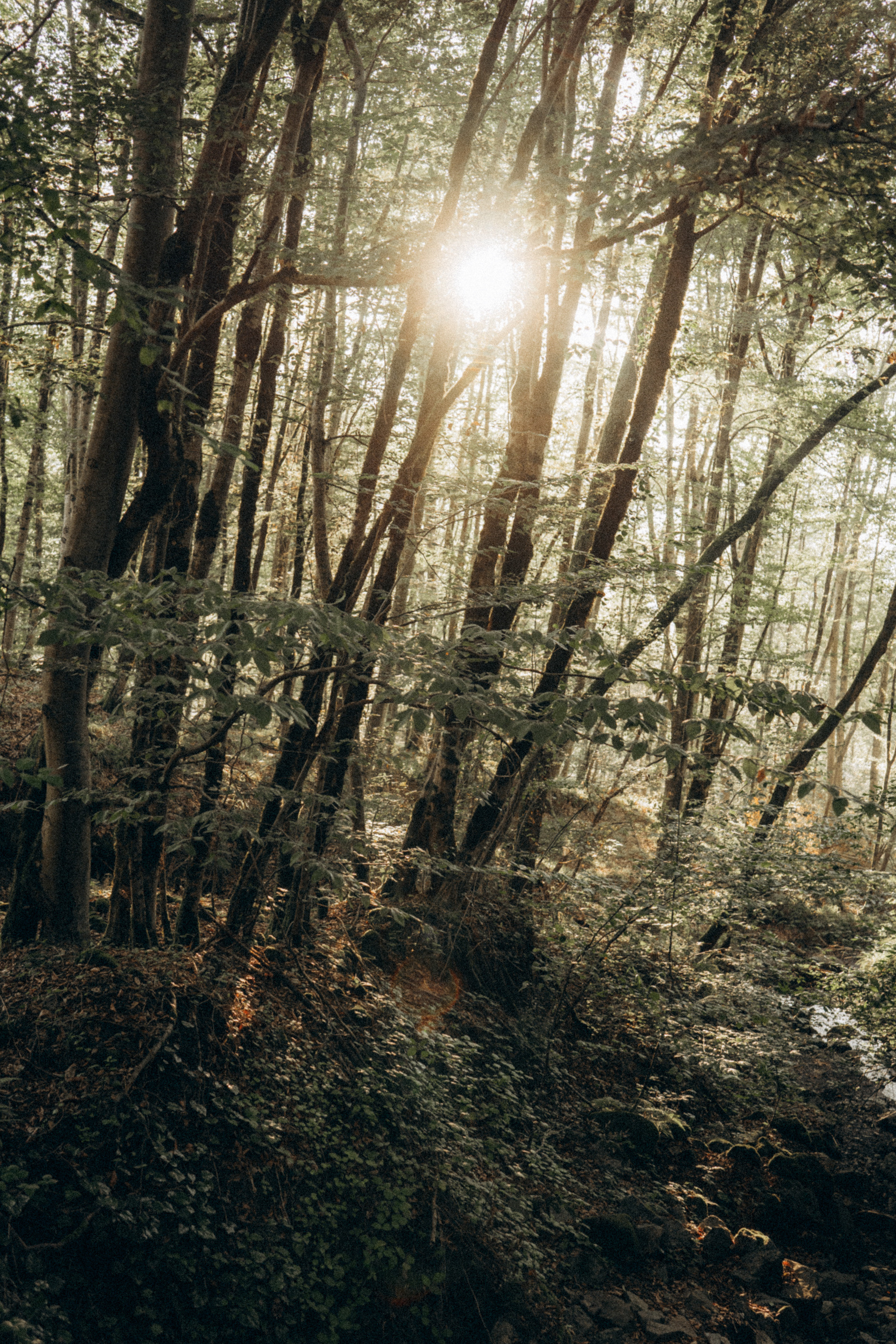 Влада и Коржики. Фотограф анималист в Москве и Санкт-Петербурге Свиридова Анна