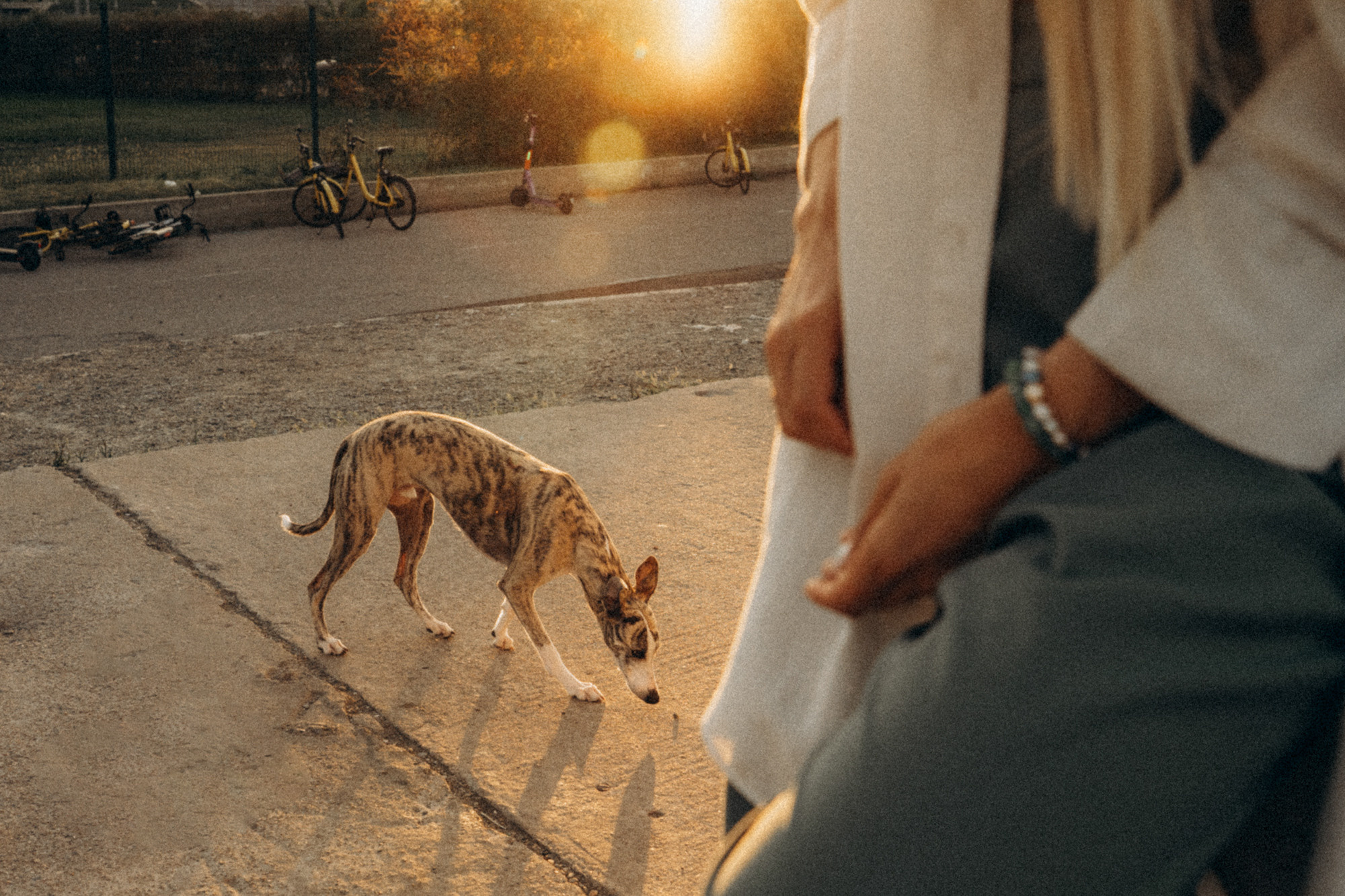 Аня и Джованни. Фотограф анималист в Москве и Санкт-Петербурге Свиридова Анна