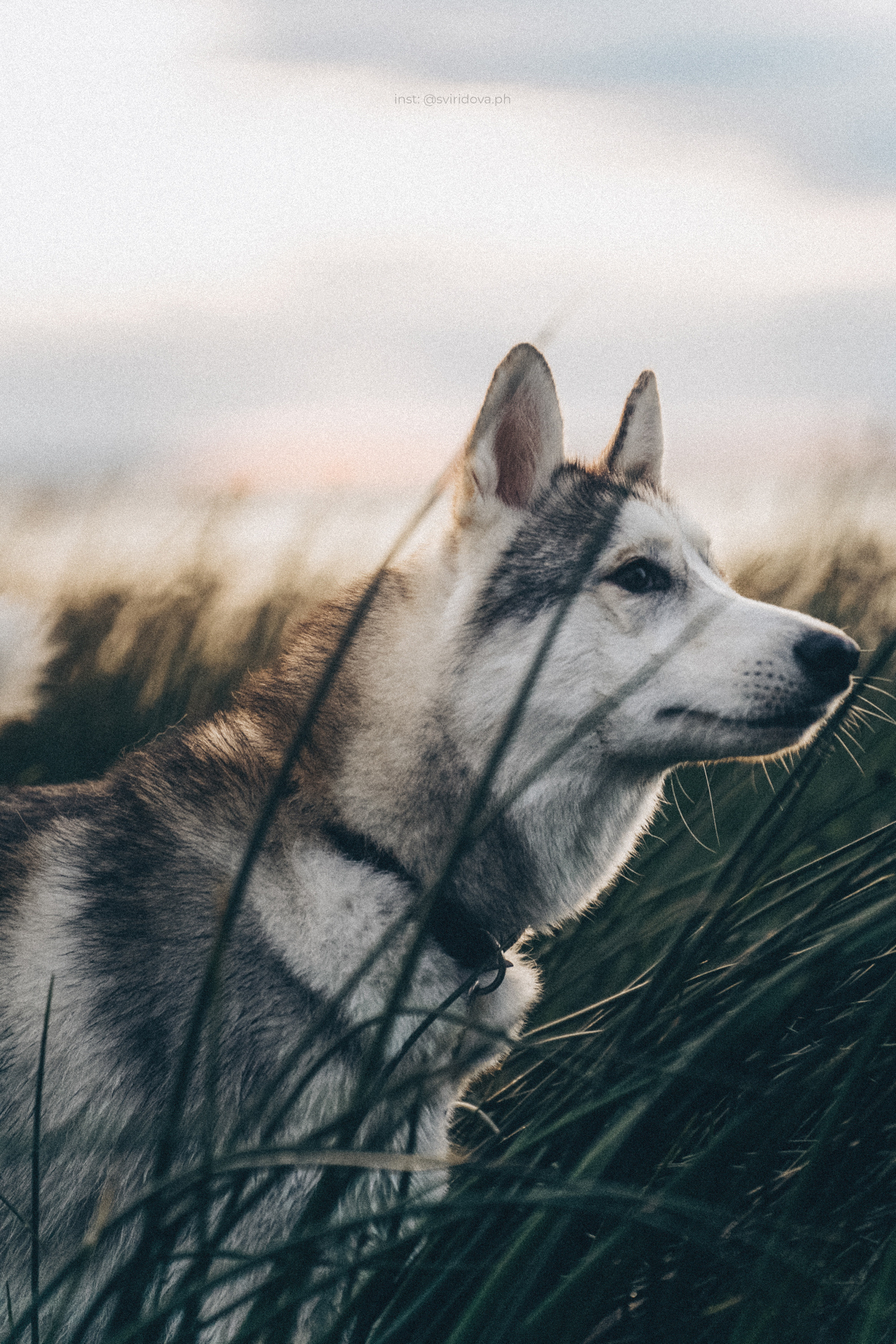 Катя, Илья, Лагерта. Фотограф анималист в Москве и Санкт-Петербурге Свиридова Анна