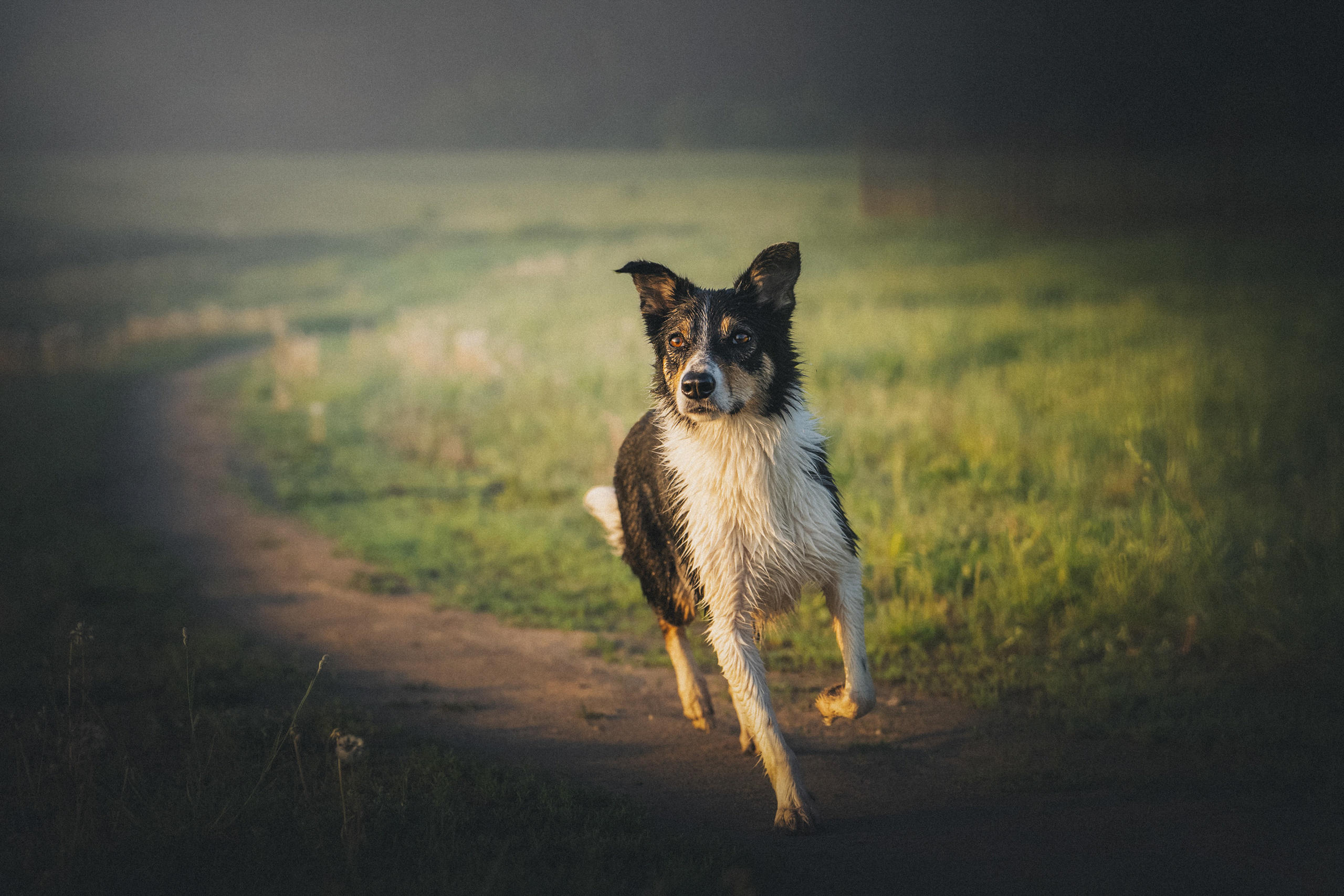 Софа, Уна и Лють. Фотограф анималист в Москве и Санкт-Петербурге Свиридова Анна
