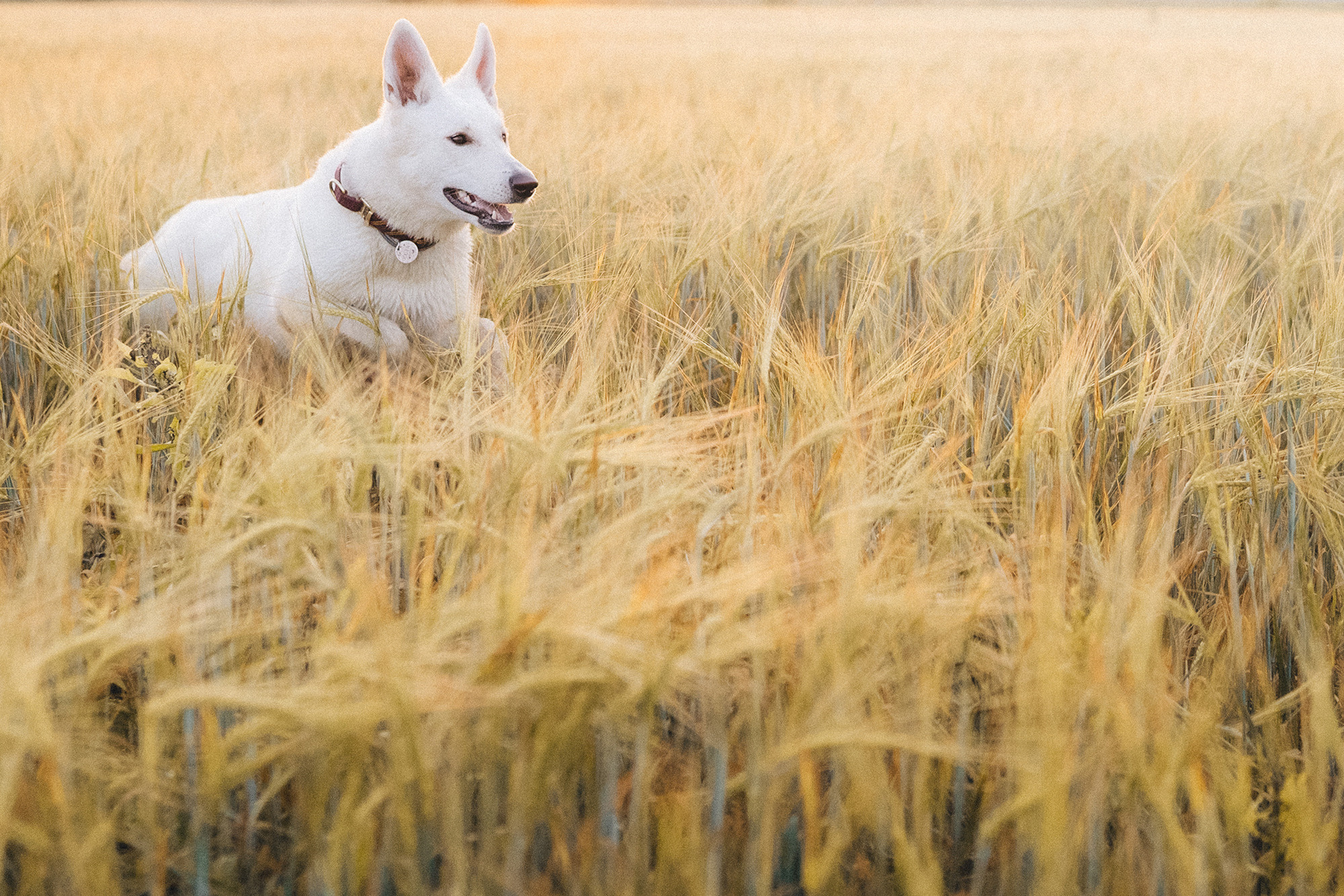 Лиза и Юста. Фотограф анималист в Москве и Санкт-Петербурге Свиридова Анна