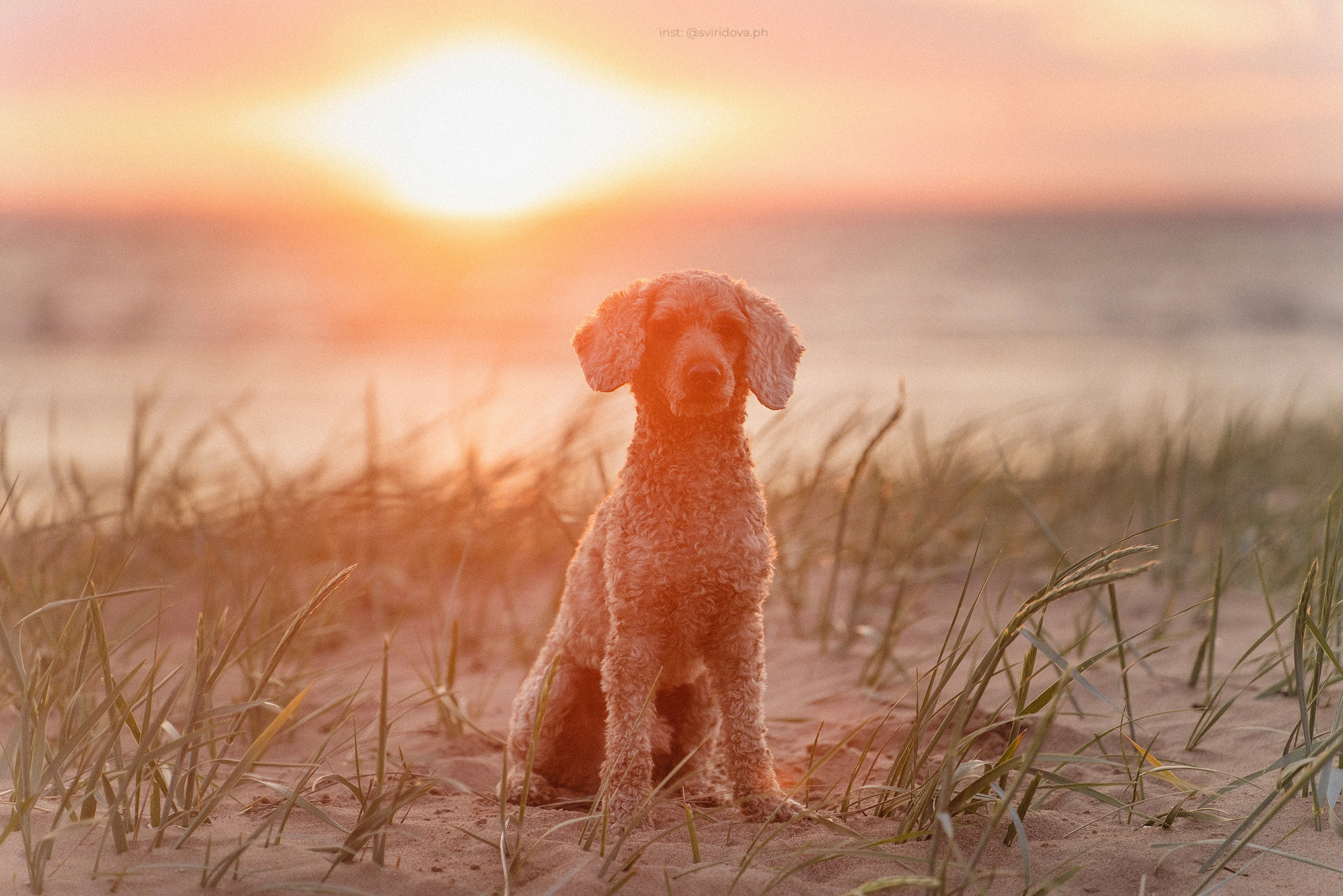 Янки, Румпель, Лось, Токи, Мако. Фотограф анималист в Москве и Санкт-Петербурге Свиридова Анна