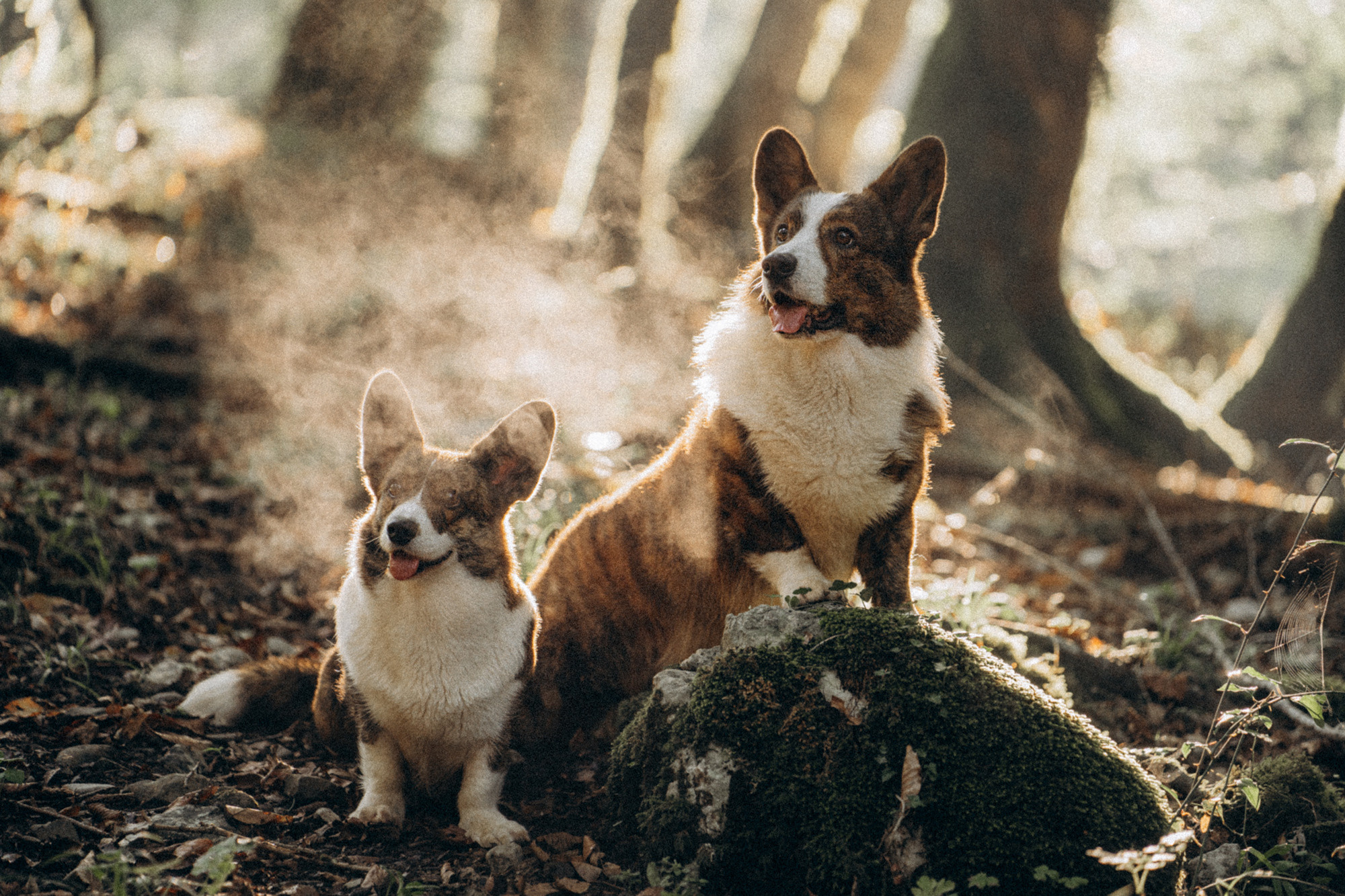 Влада и Коржики. Фотограф анималист в Москве и Санкт-Петербурге Свиридова Анна