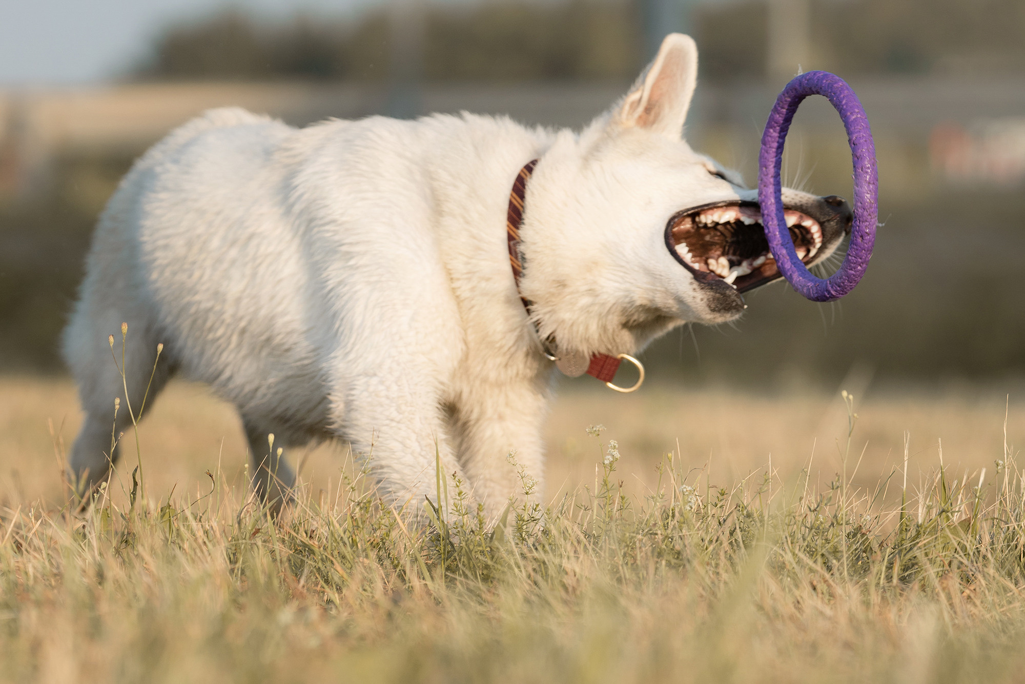 Лиза и Юста. Фотограф анималист в Москве и Санкт-Петербурге Свиридова Анна