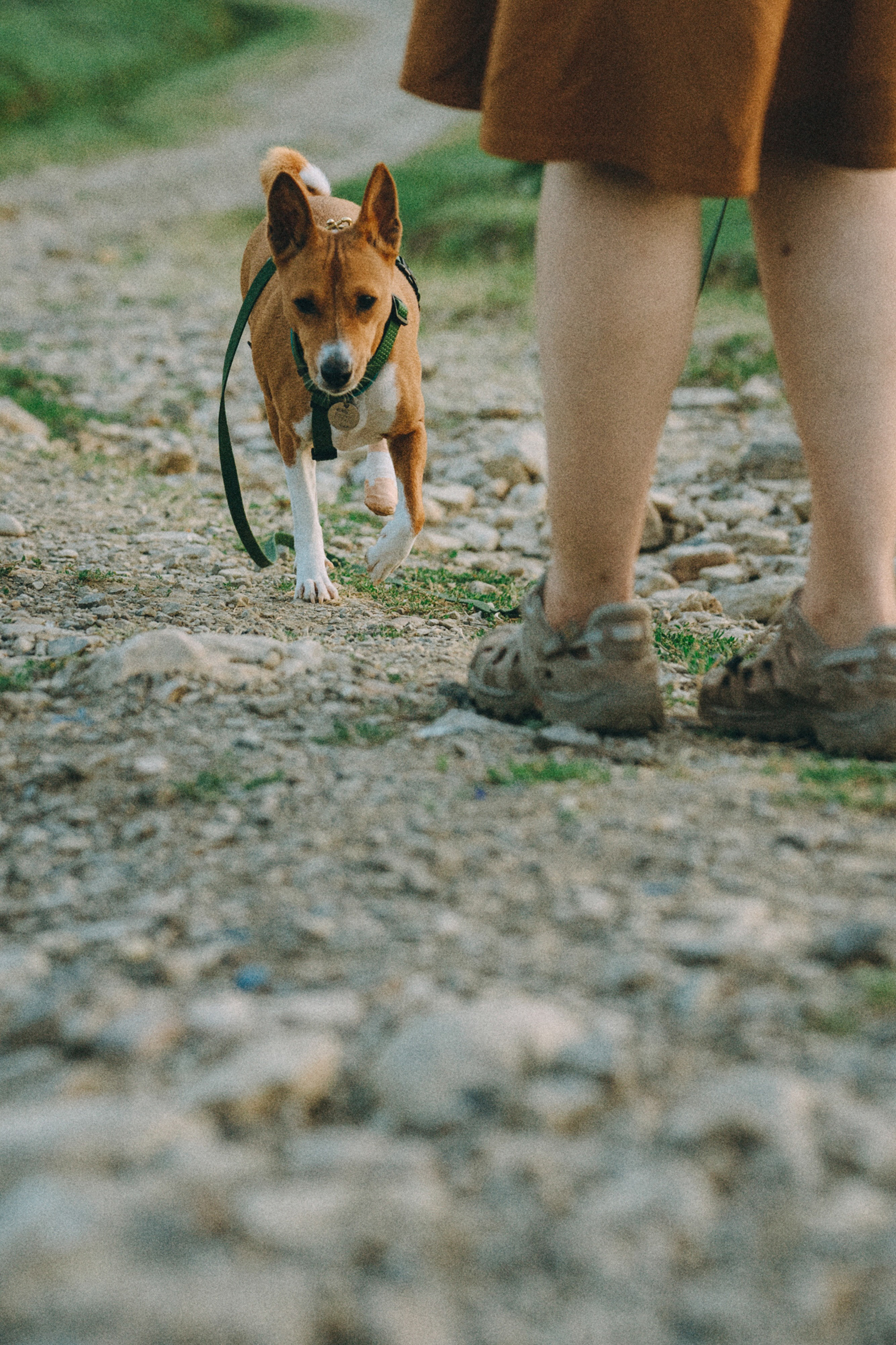 Арина и Рики. Фотограф анималист в Москве и Санкт-Петербурге Свиридова Анна