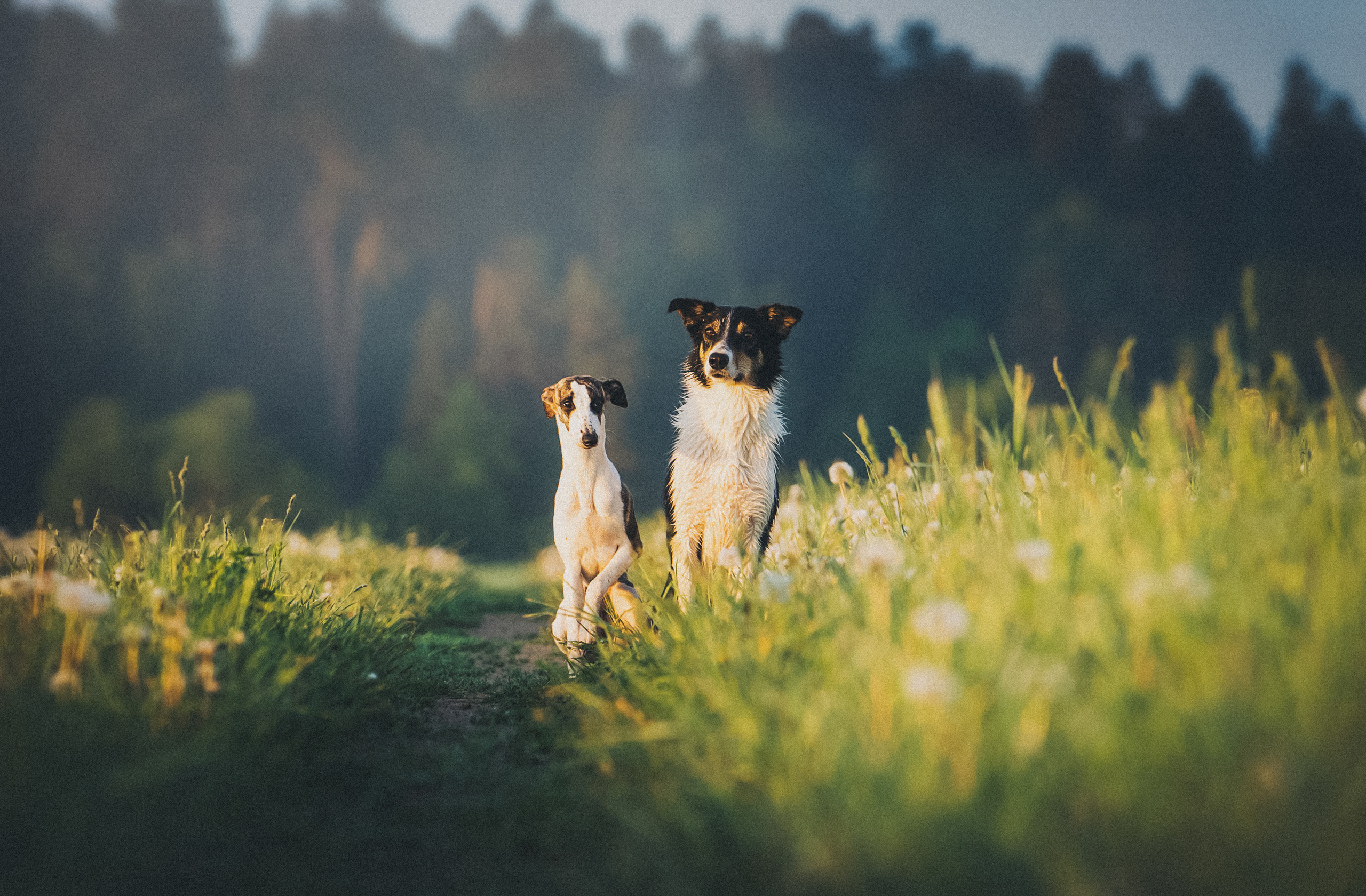 Софа, Уна и Лють. Фотограф анималист в Москве и Санкт-Петербурге Свиридова Анна