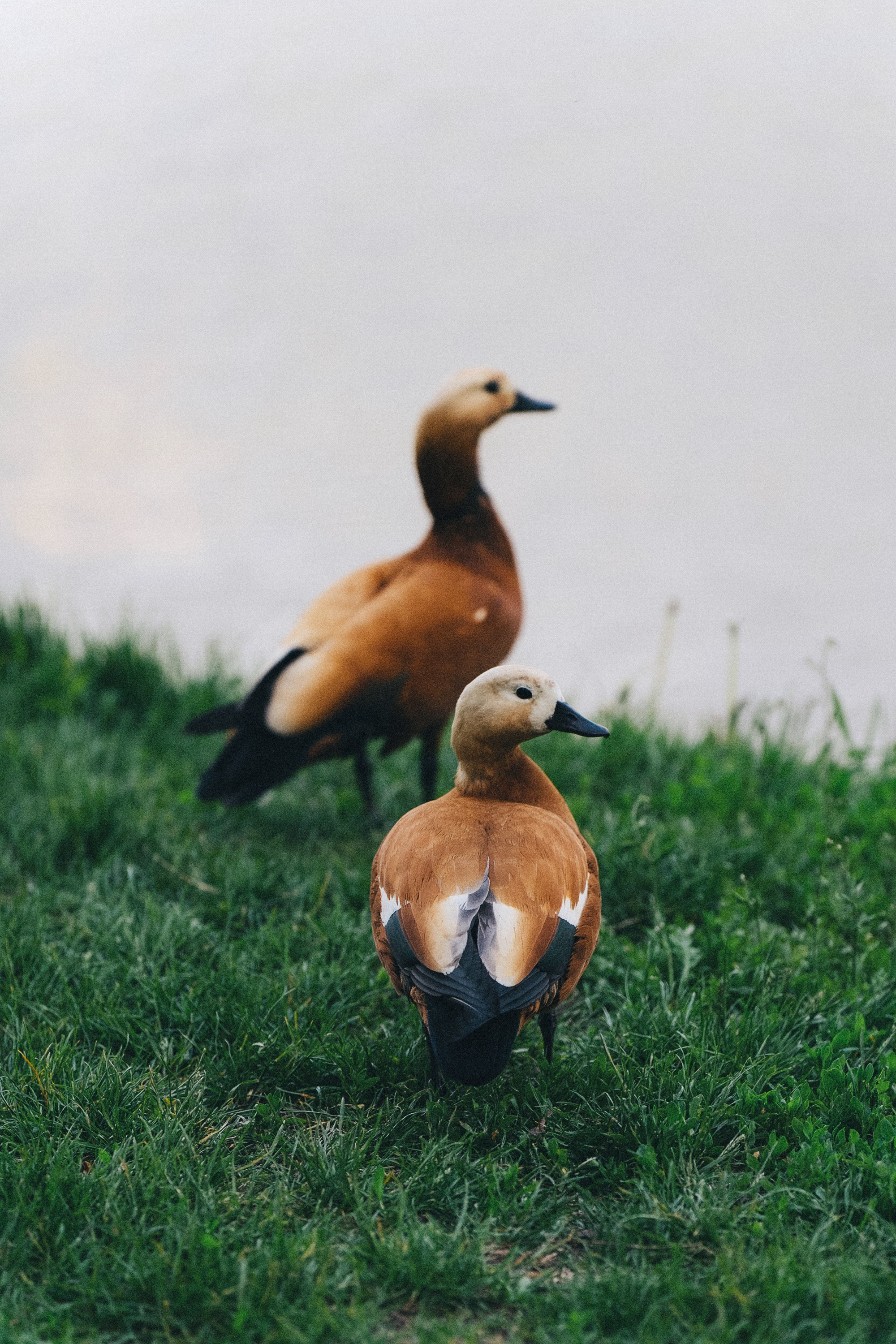 Амина, Андрей и Умка. Фотограф анималист в Москве и Санкт-Петербурге Свиридова Анна