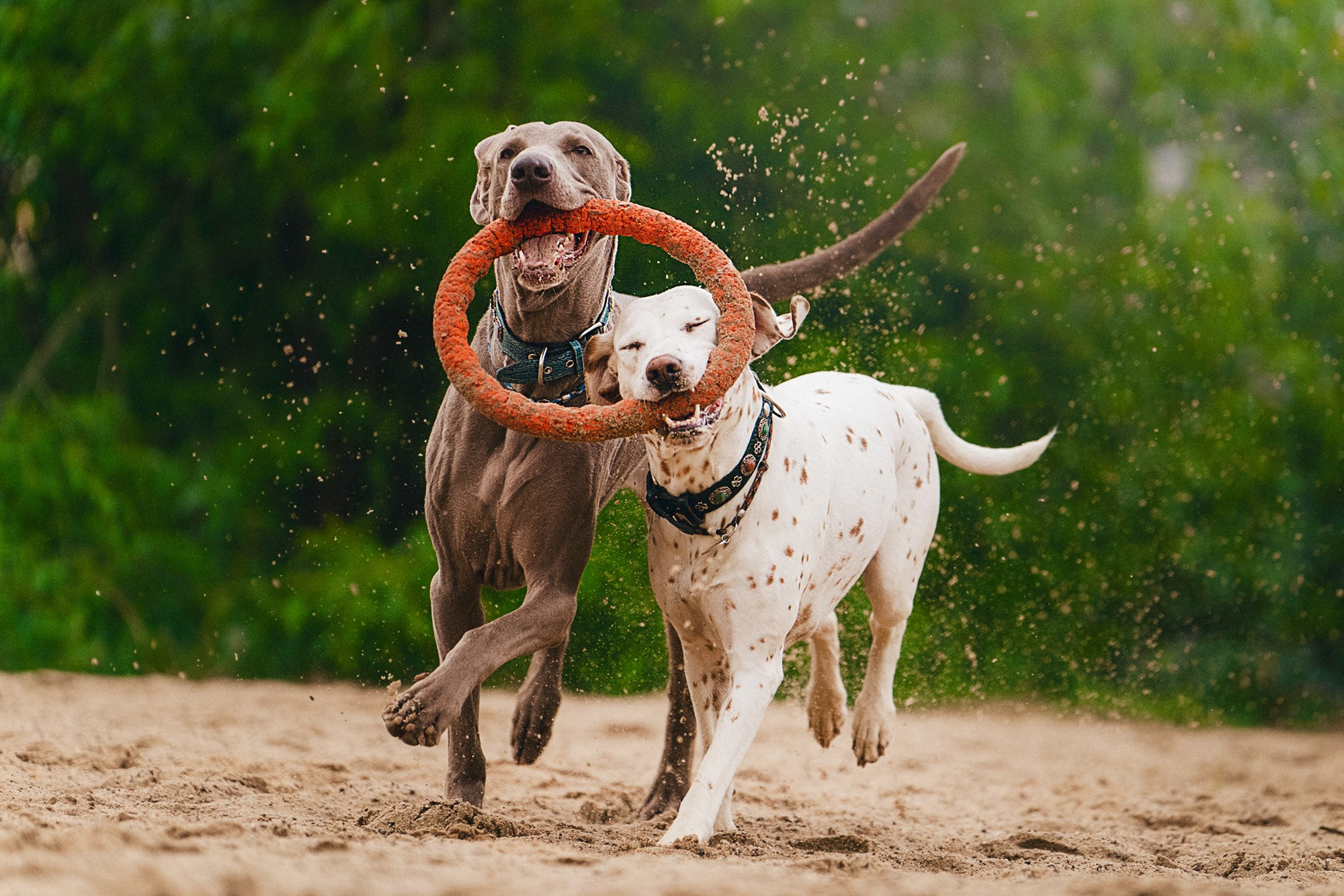 Полина, Борис, Луна и Эль. Фотограф анималист в Москве и Санкт-Петербурге Свиридова Анна