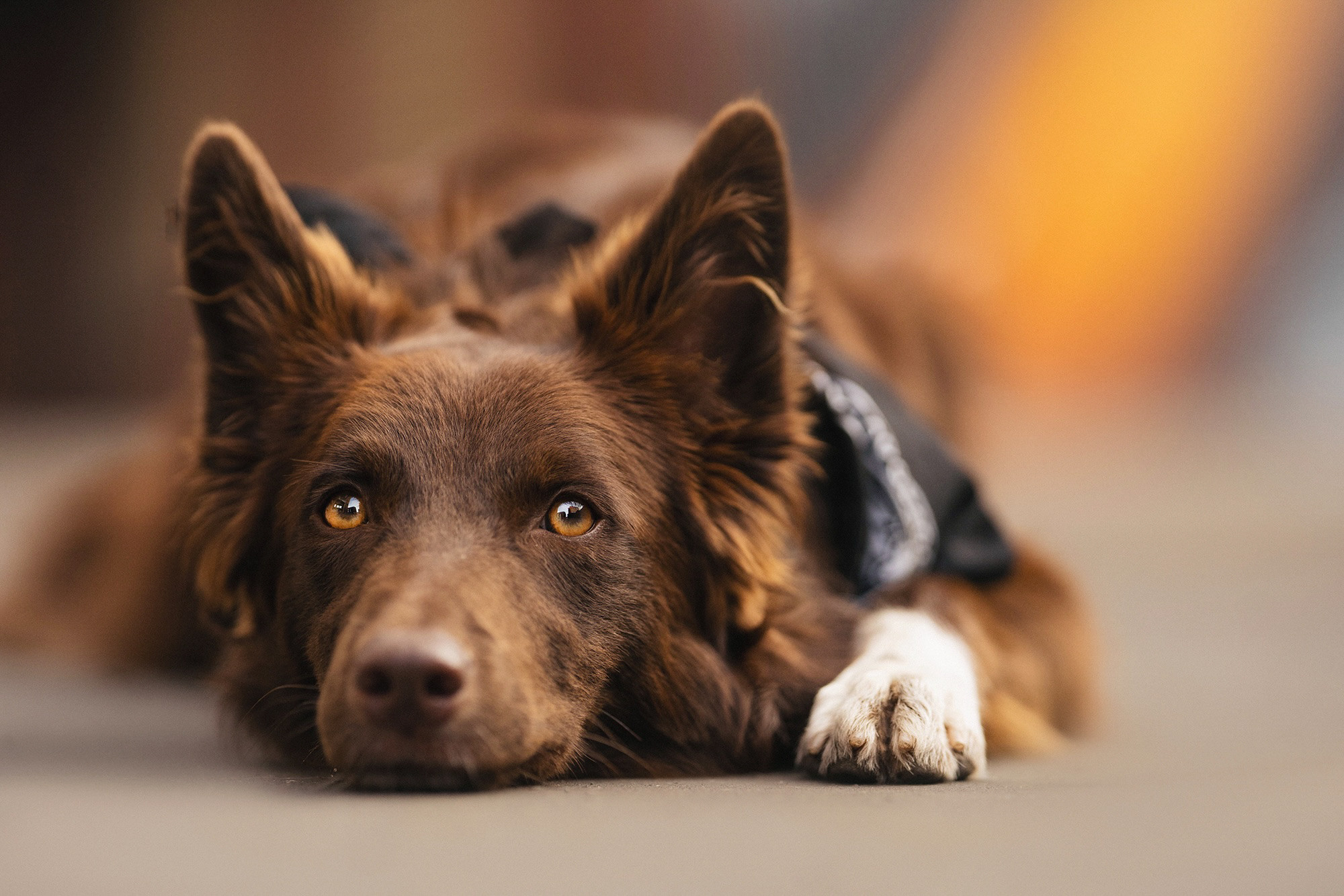 Аня и Брук. Фотограф анималист в Москве и Санкт-Петербурге Свиридова Анна