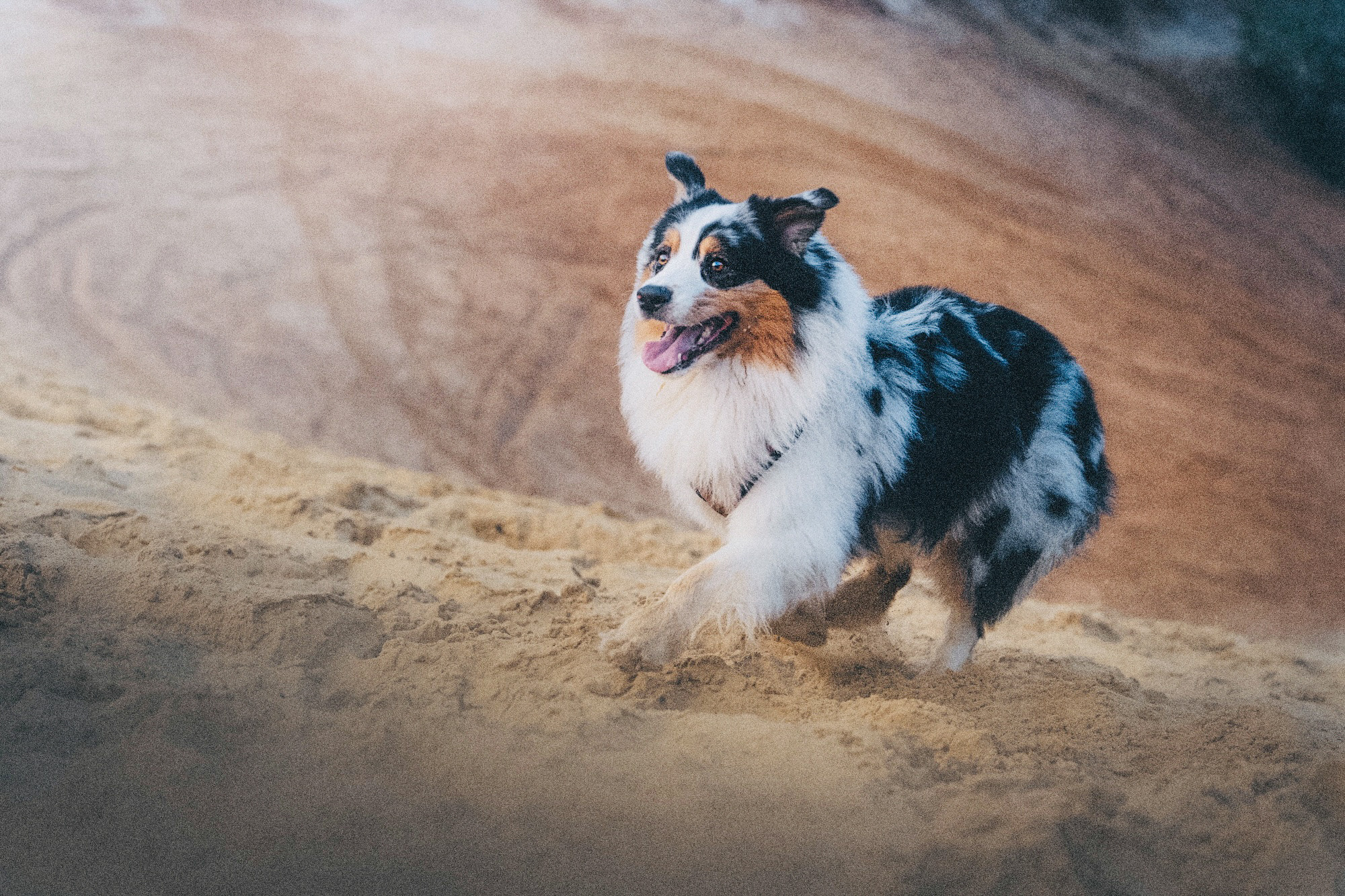 Аня, Игорь, Аусь и Хась. Фотограф анималист в Москве и Санкт-Петербурге Свиридова Анна