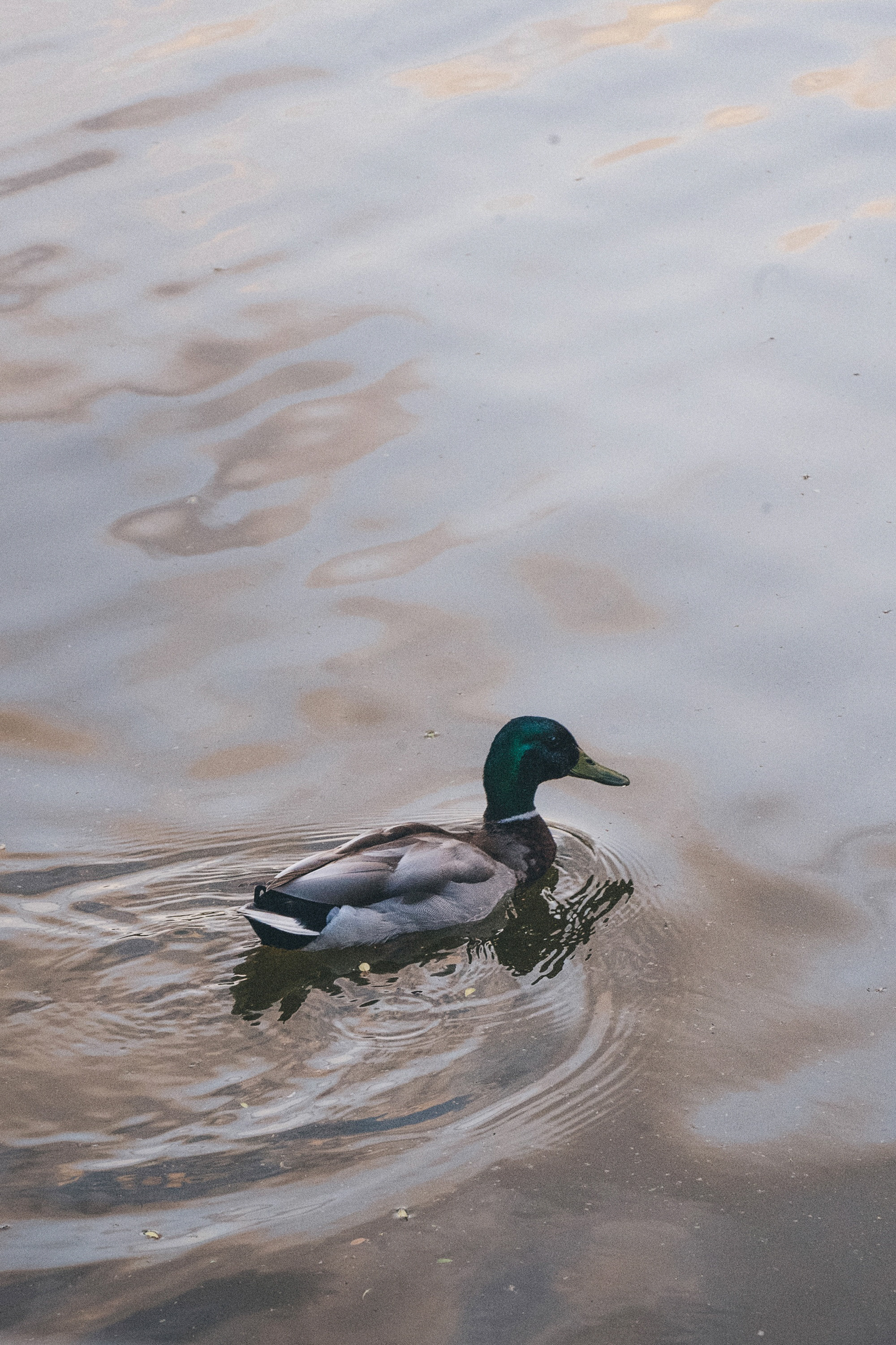 Амина, Андрей и Умка. Фотограф анималист в Москве и Санкт-Петербурге Свиридова Анна