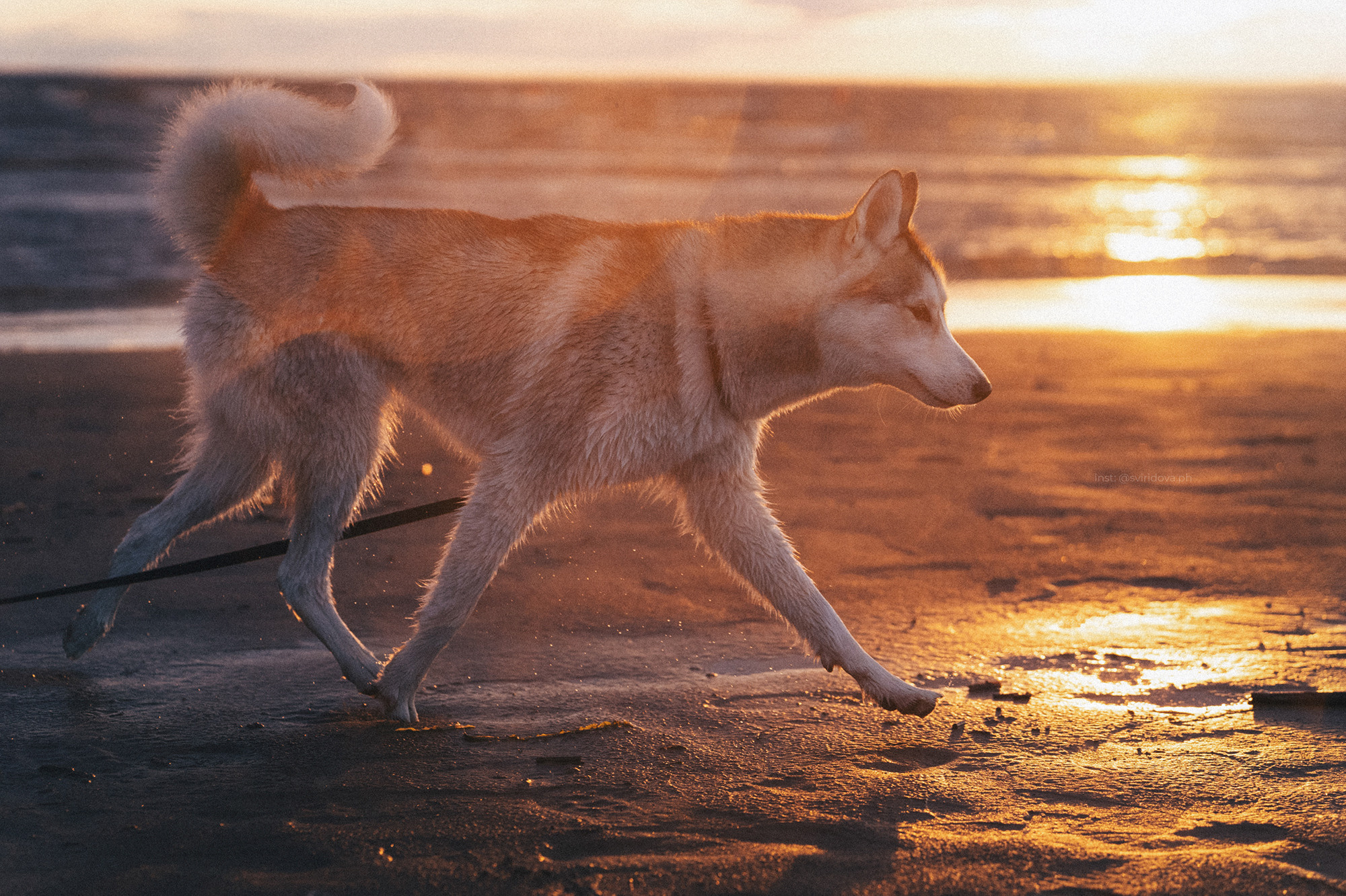 Катя, Илья, Лагерта. Фотограф анималист в Москве и Санкт-Петербурге Свиридова Анна