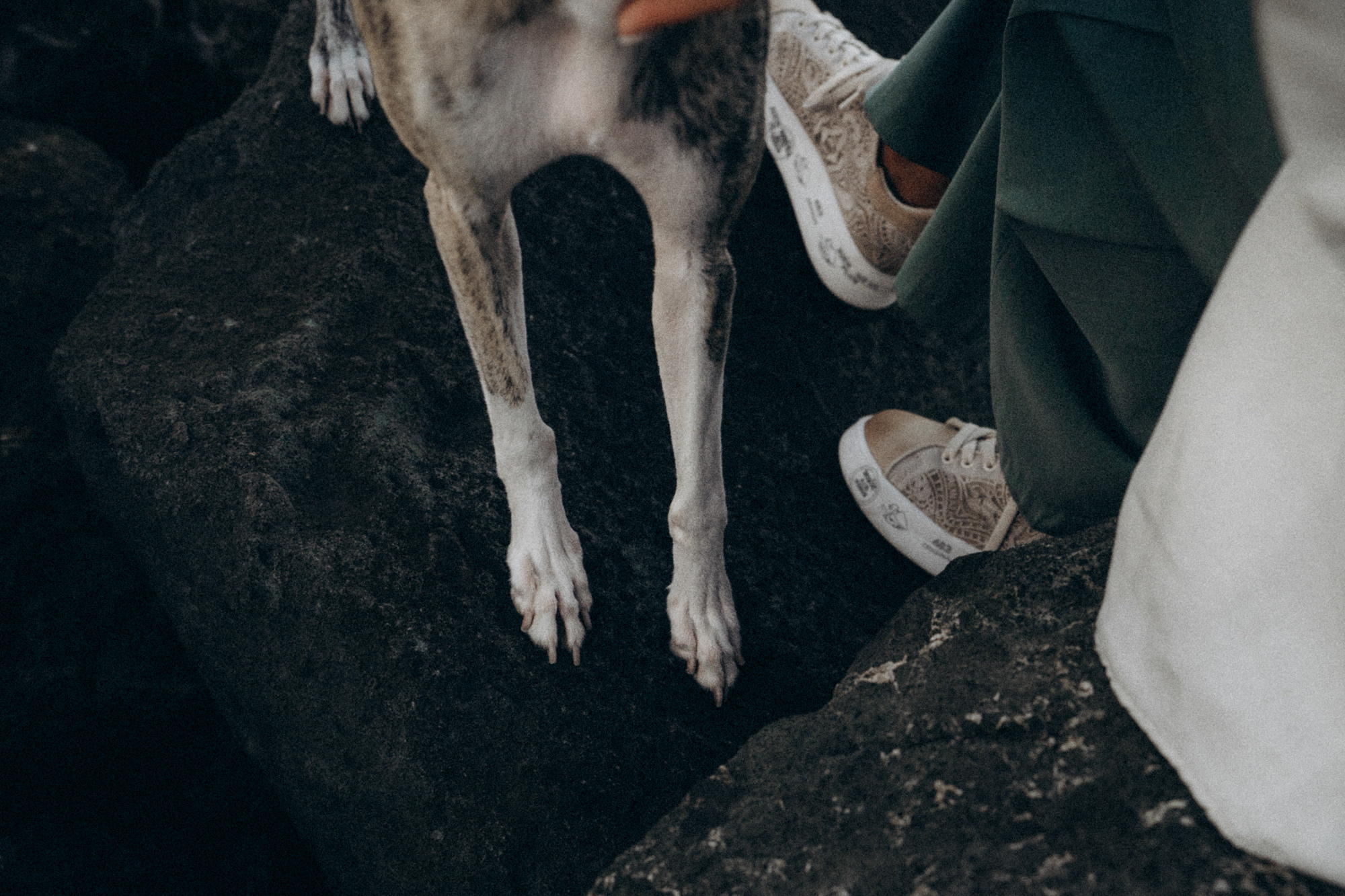 Аня и Джованни. Фотограф анималист в Москве и Санкт-Петербурге Свиридова Анна