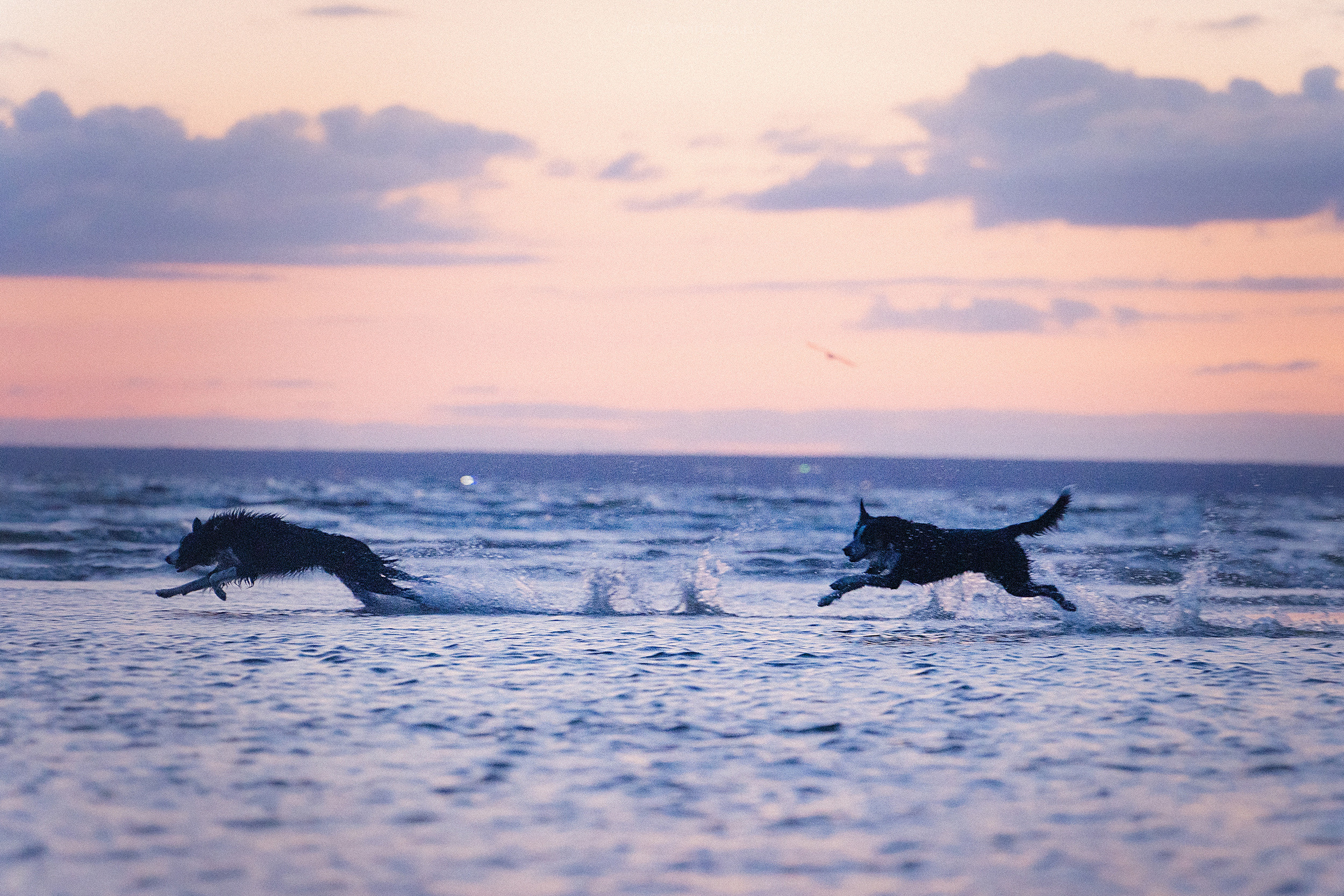 Янки, Румпель, Лось, Токи, Мако. Фотограф анималист в Москве и Санкт-Петербурге Свиридова Анна