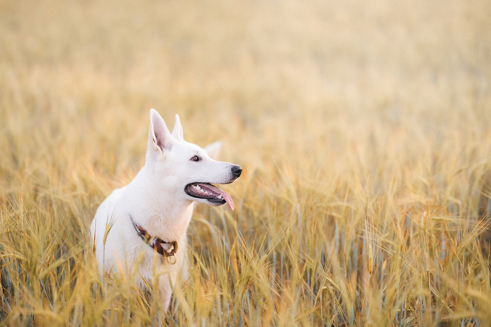 Лиза и Юста. Фотограф анималист в Москве и Санкт-Петербурге Свиридова Анна