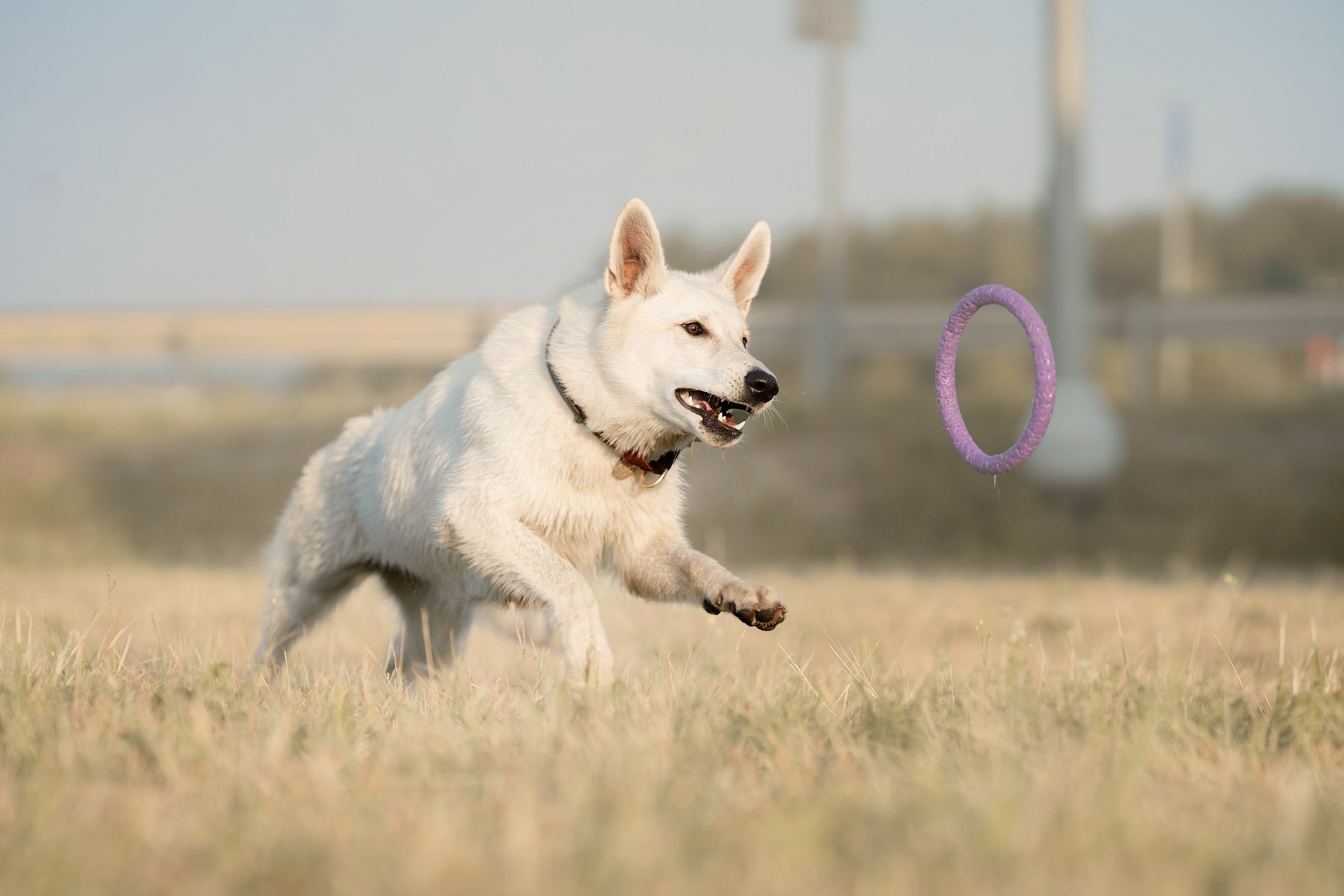 Лиза и Юста. Фотограф анималист в Москве и Санкт-Петербурге Свиридова Анна