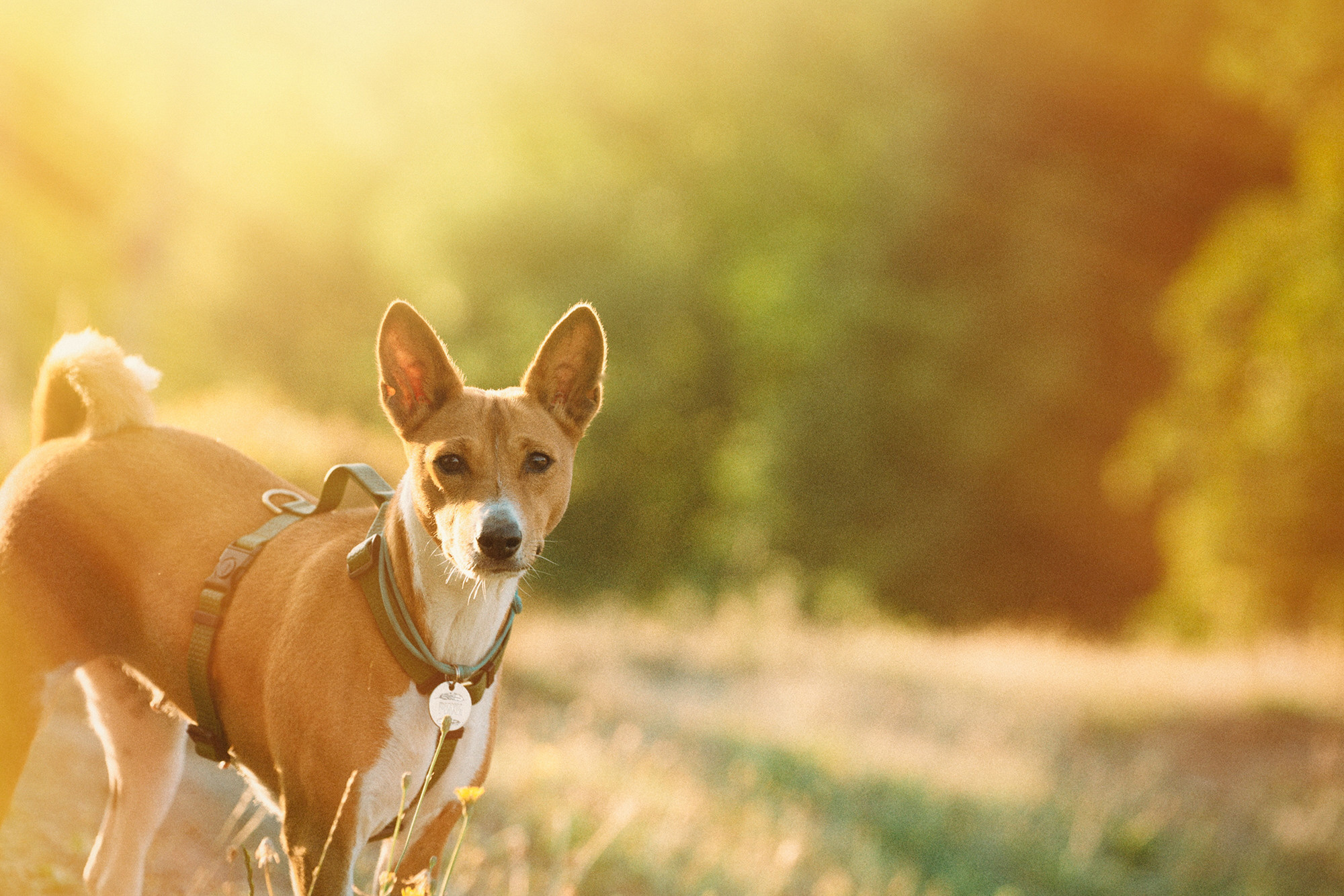 Арина и Рики. Фотограф анималист в Москве и Санкт-Петербурге Свиридова Анна
