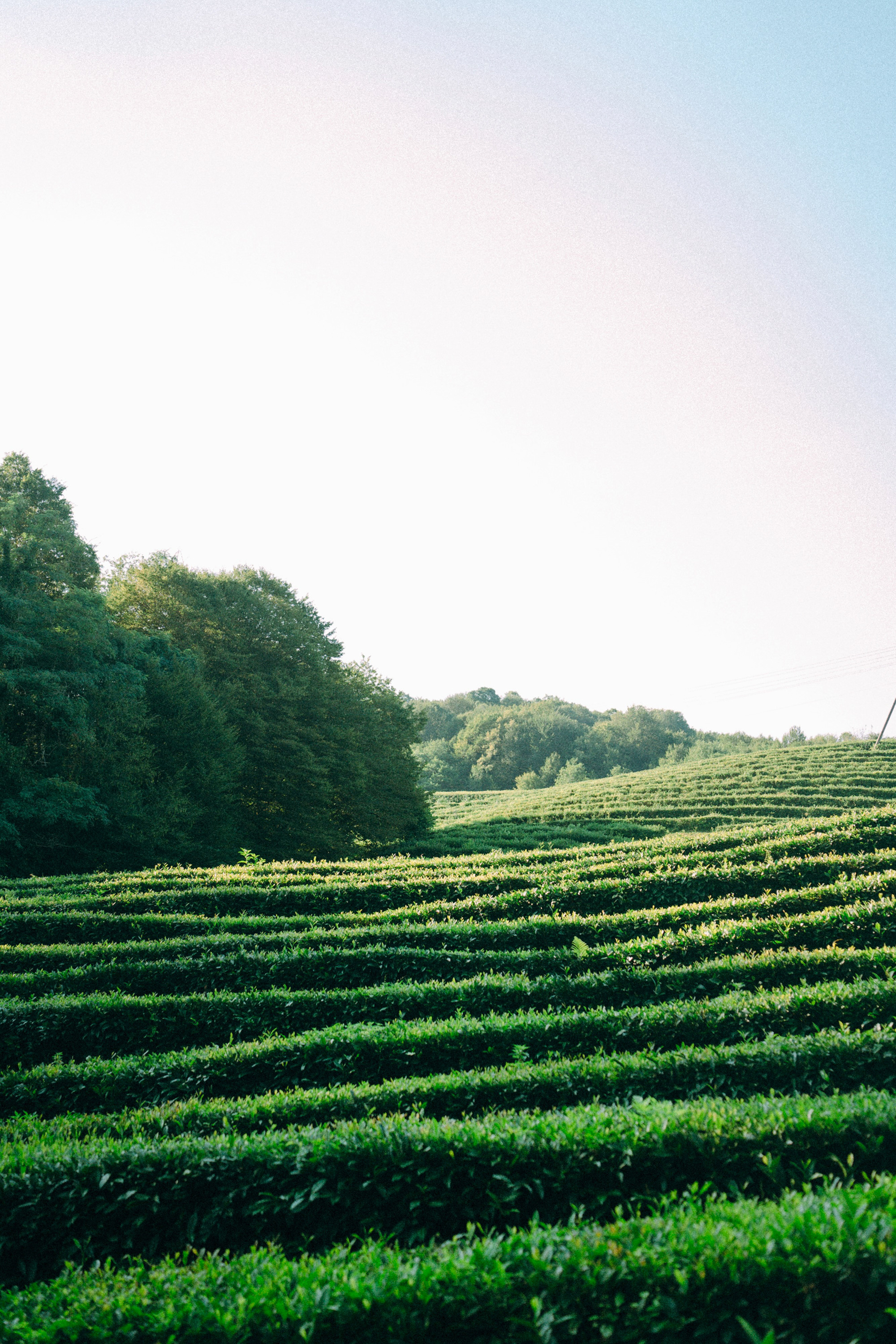 Арина и Рики. Фотограф анималист в Москве и Санкт-Петербурге Свиридова Анна