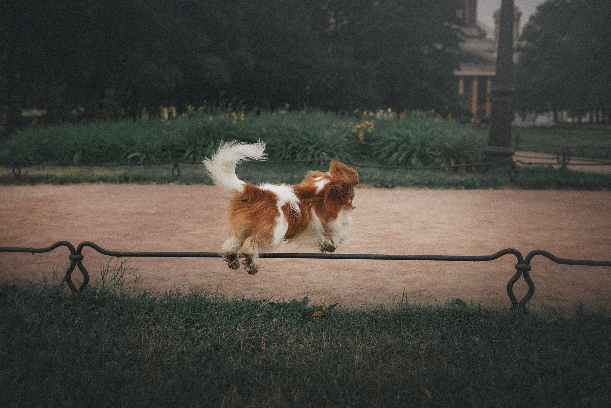 Таня и Лео. Фотограф анималист в Москве и Санкт-Петербурге Свиридова Анна