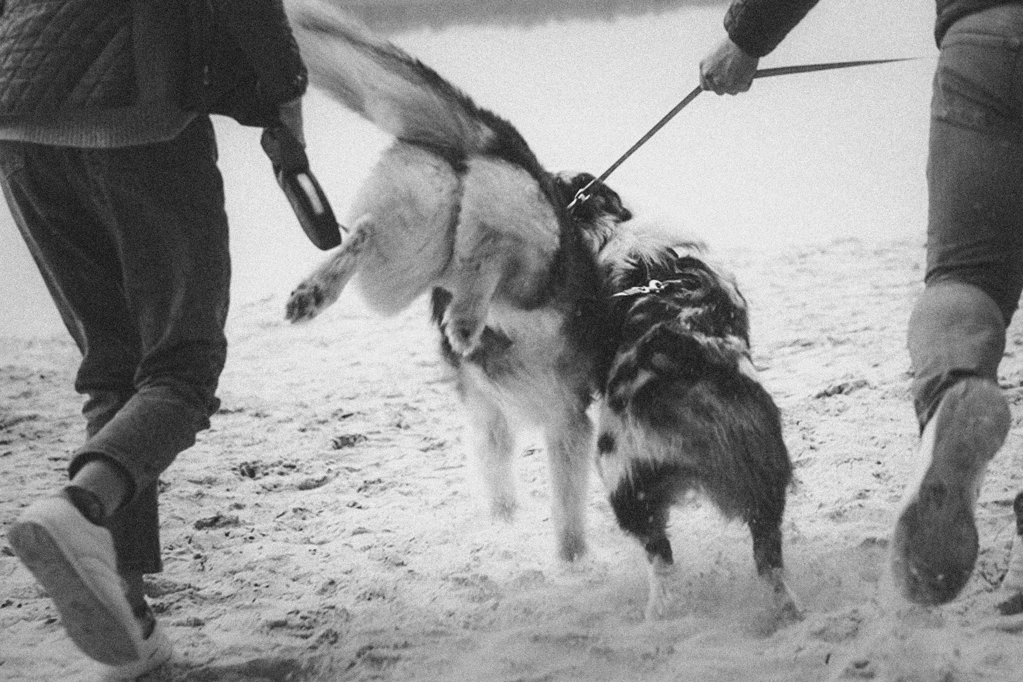 Аня, Игорь, Аусь и Хась. Фотограф анималист в Москве и Санкт-Петербурге Свиридова Анна